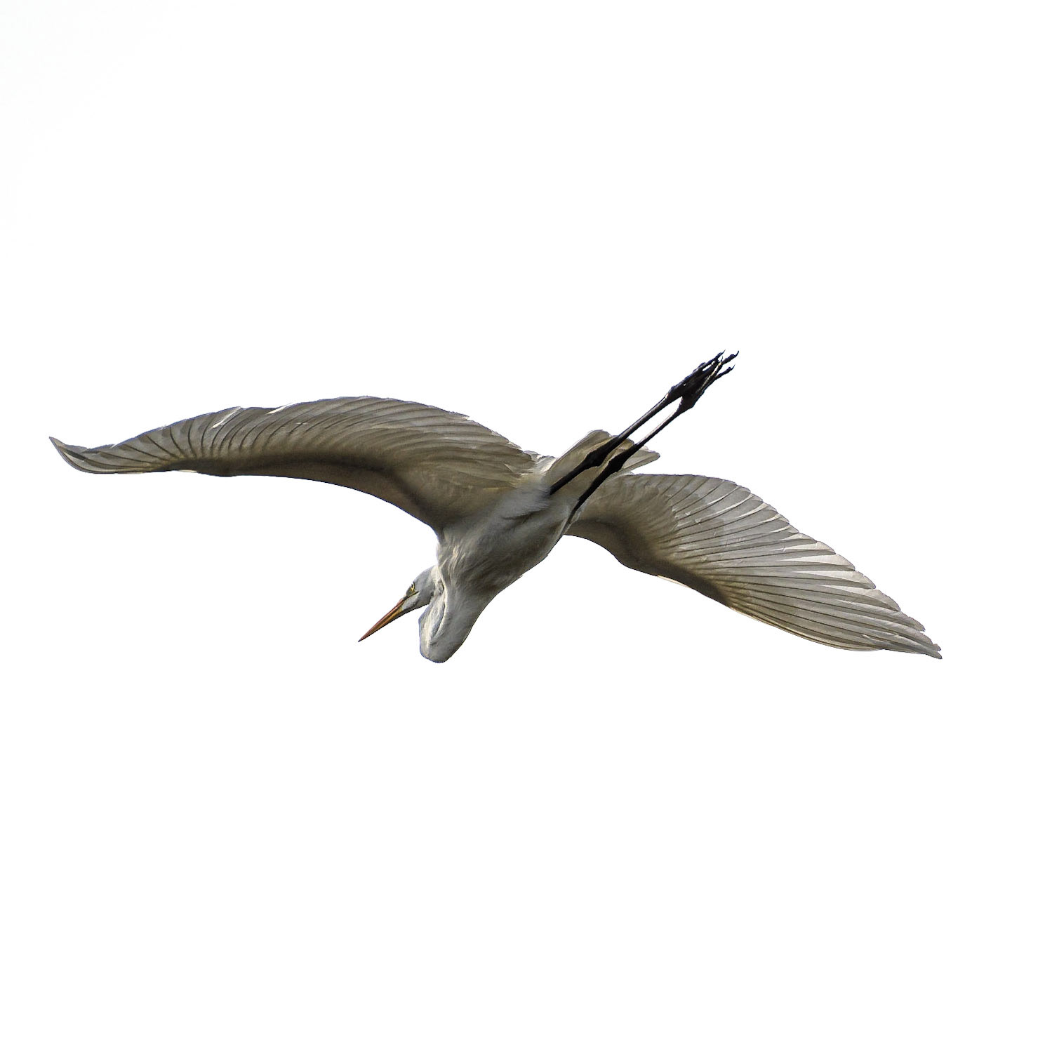 Great Egret Tampa, Fl - US