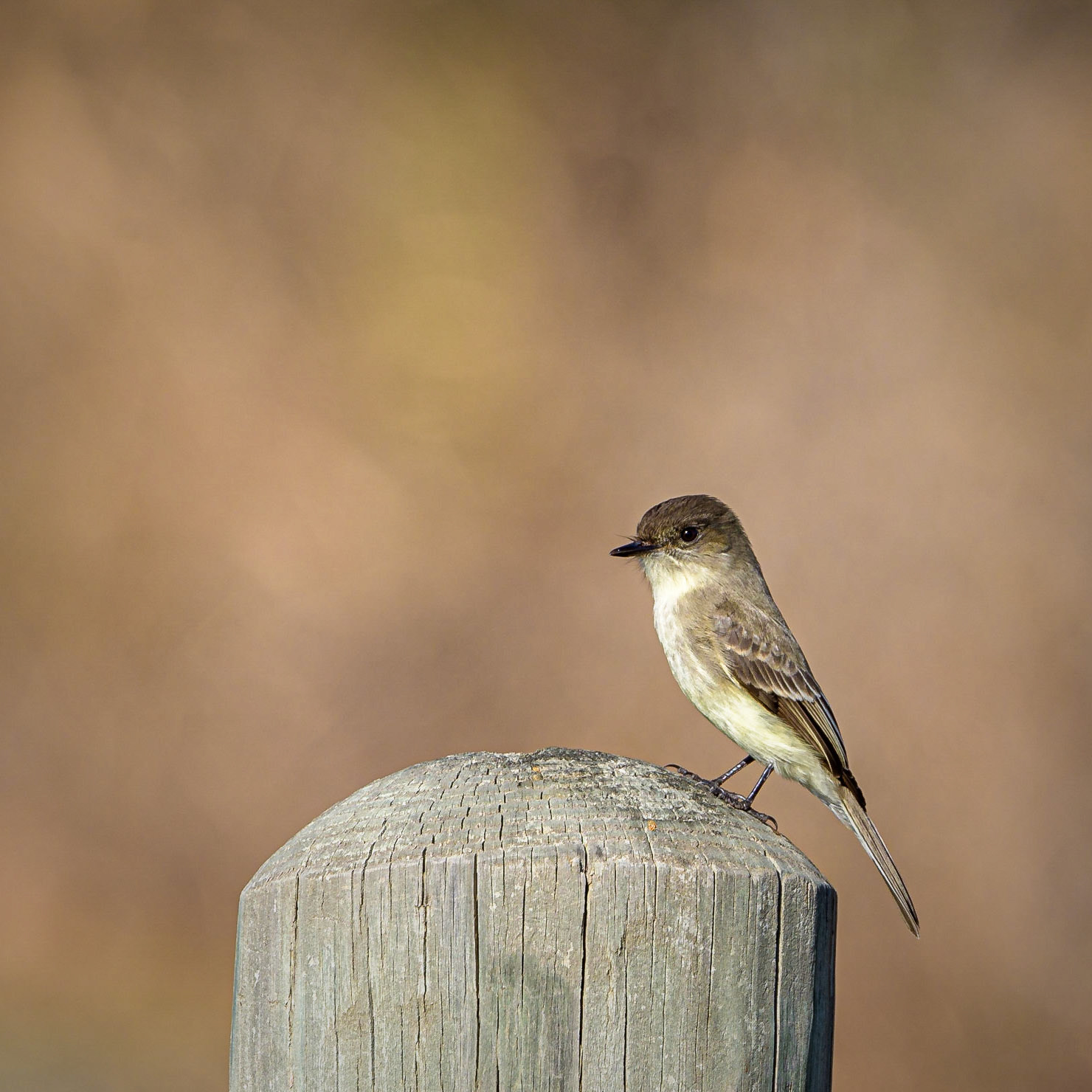 Eastern Phoebe