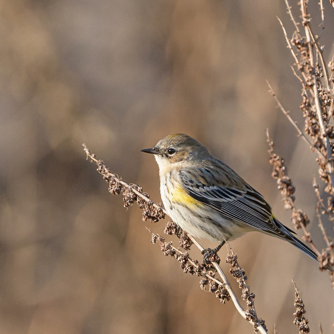 Yellow Rumped Warbler Austin, Tx - US