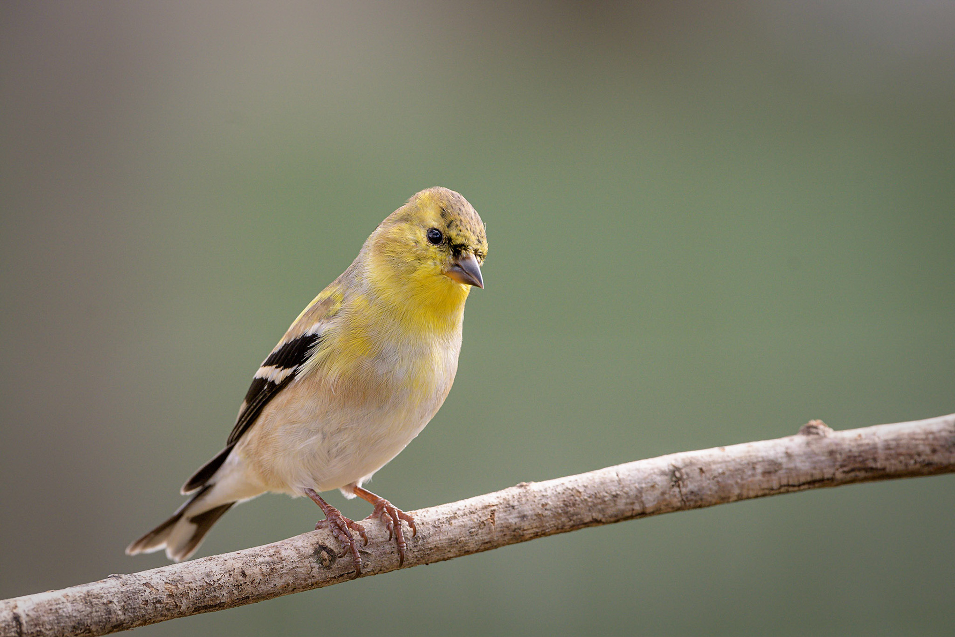 American Goldfinch Austin, Texas - US