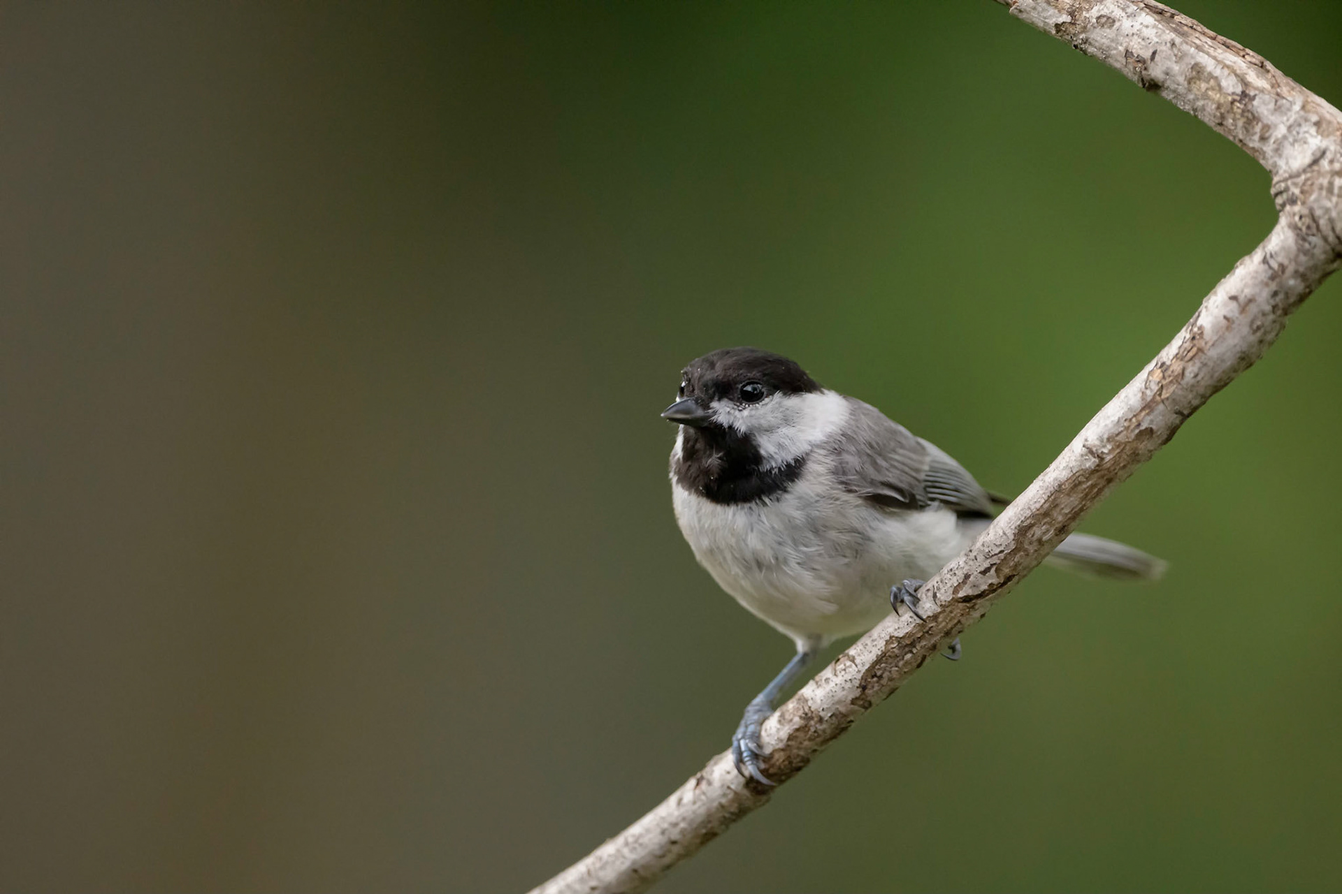 Caroline Chikadee Austin, TX - US