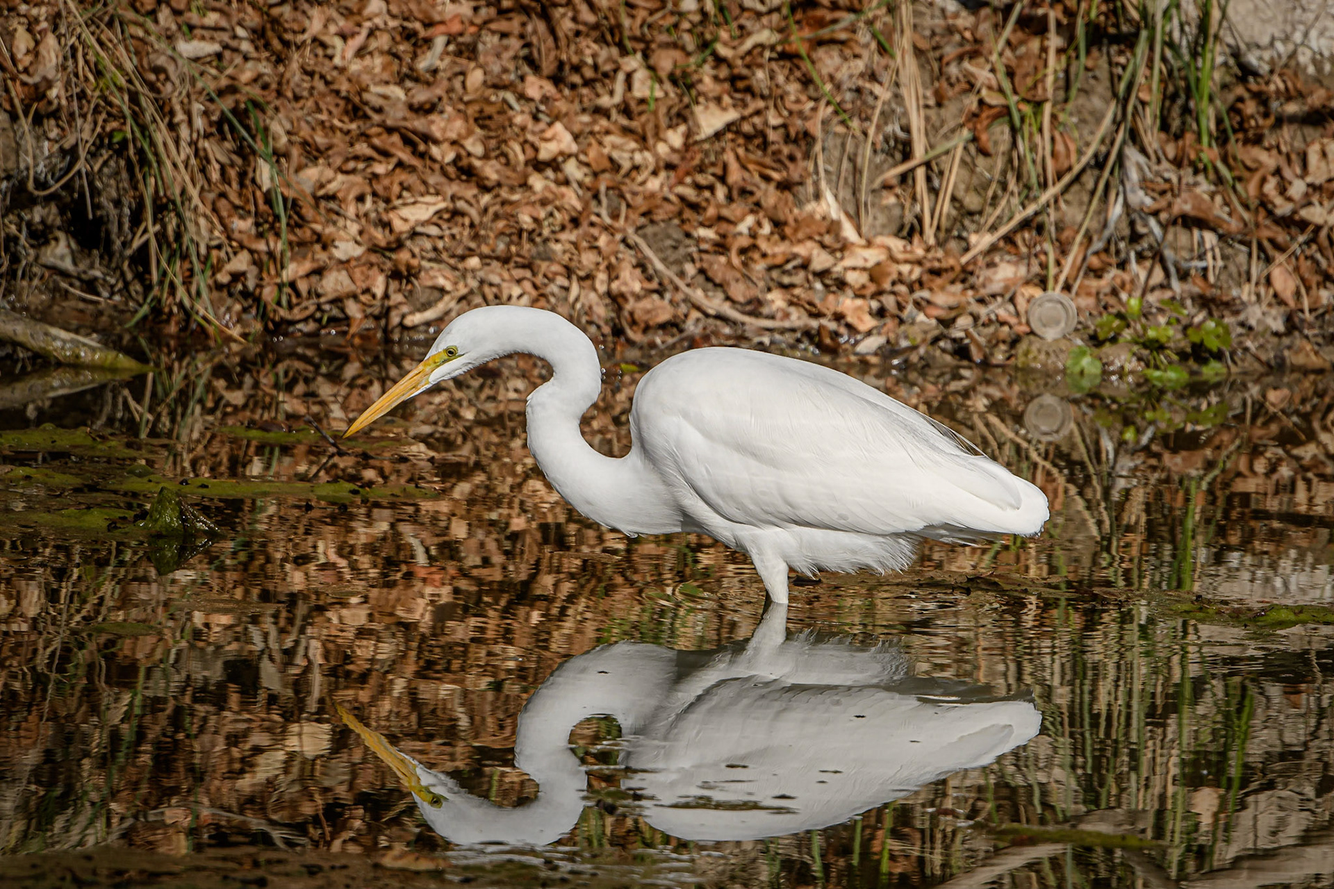 Great Egret Austin, Tx - US