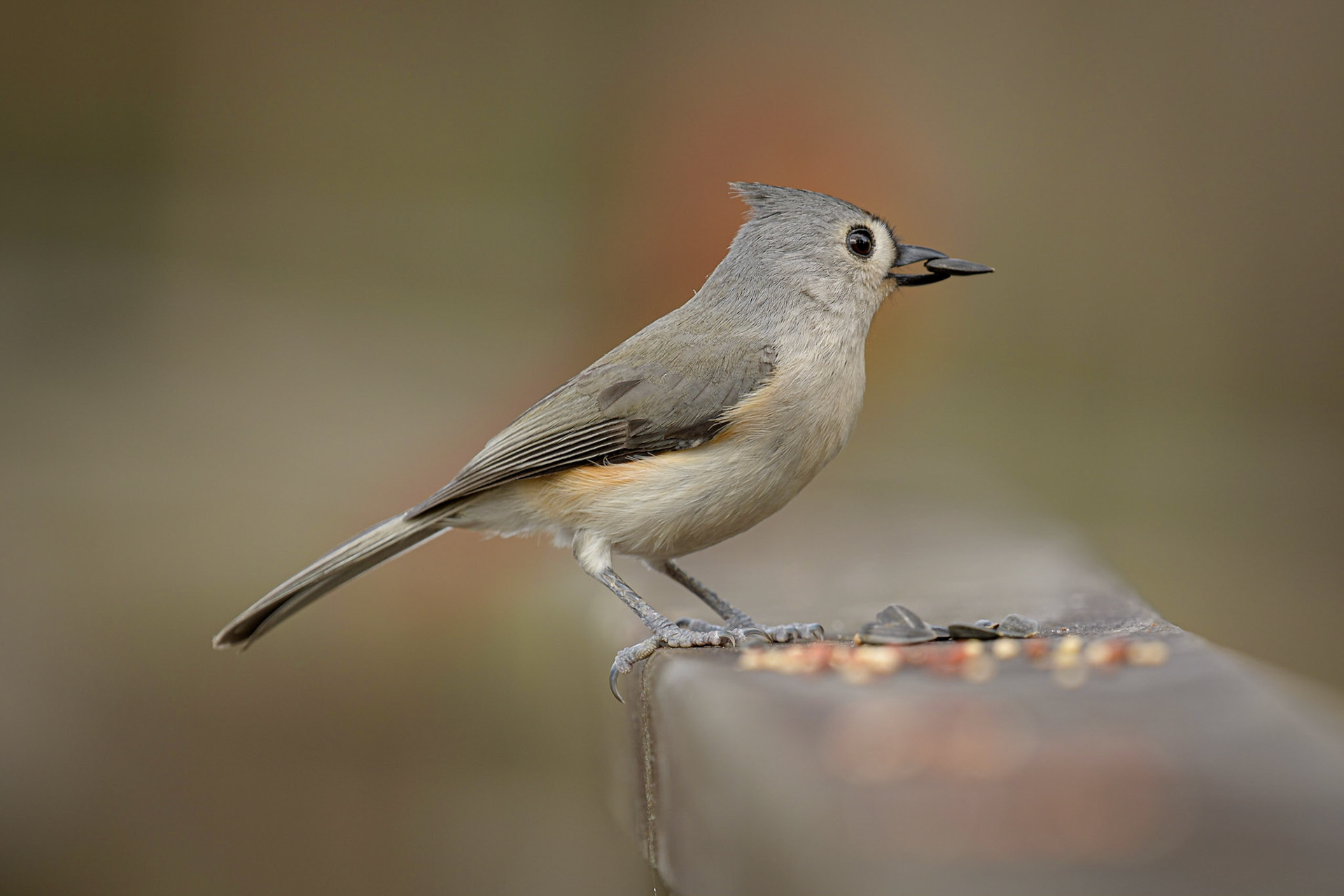 Tufted Titmouse Tampa, Fl - US