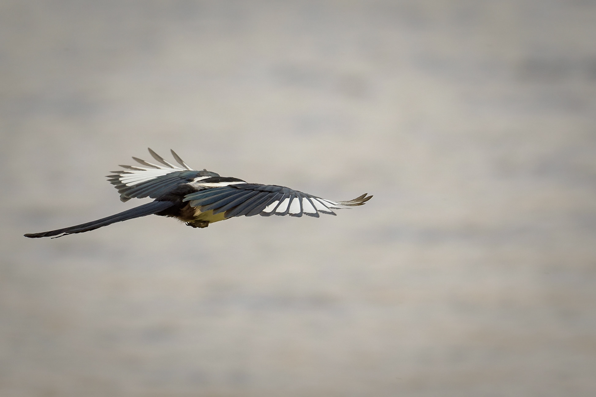 Black-billed Magpie Estes Park, Co - US