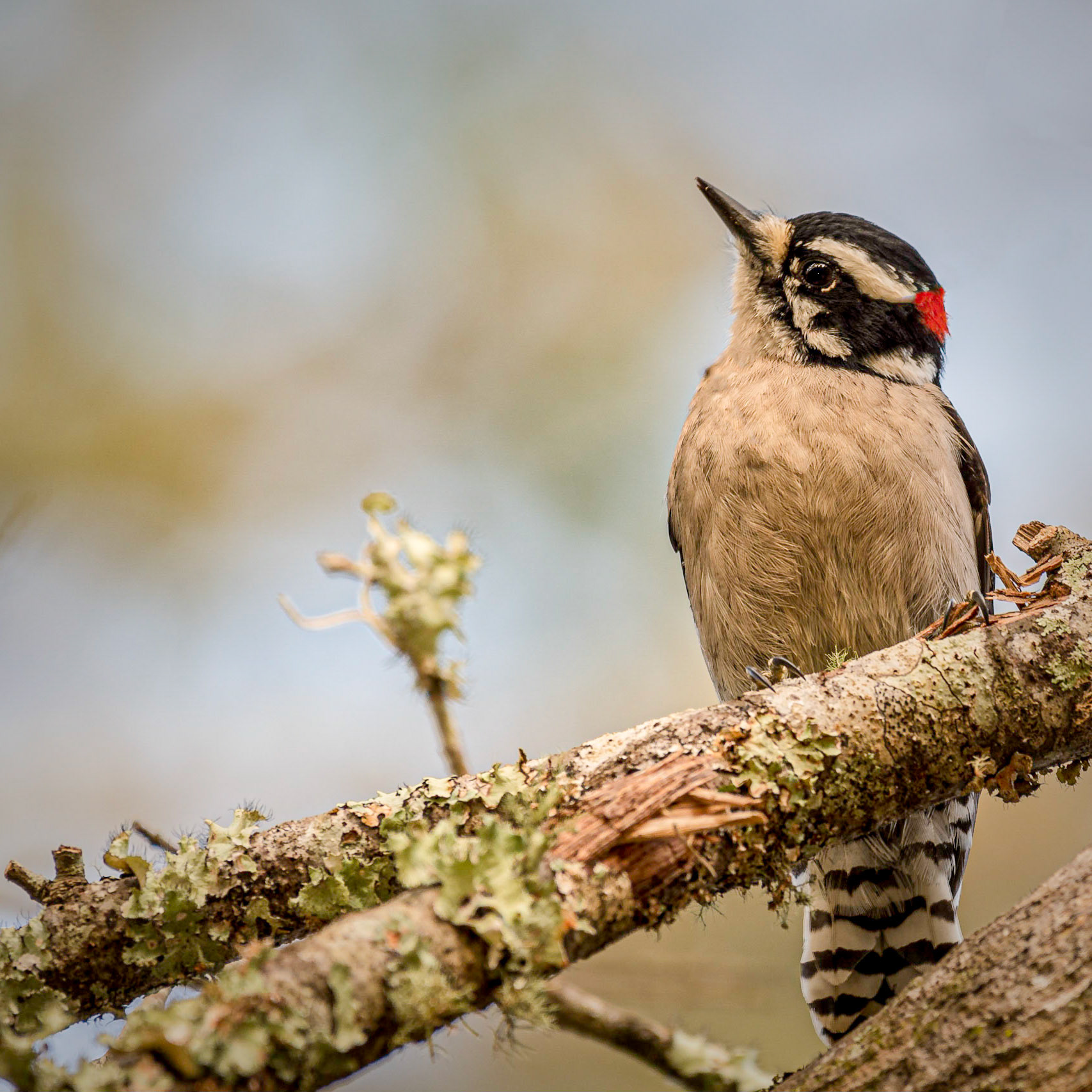 Downy Woodpecker Palm Harbor, Fl - US