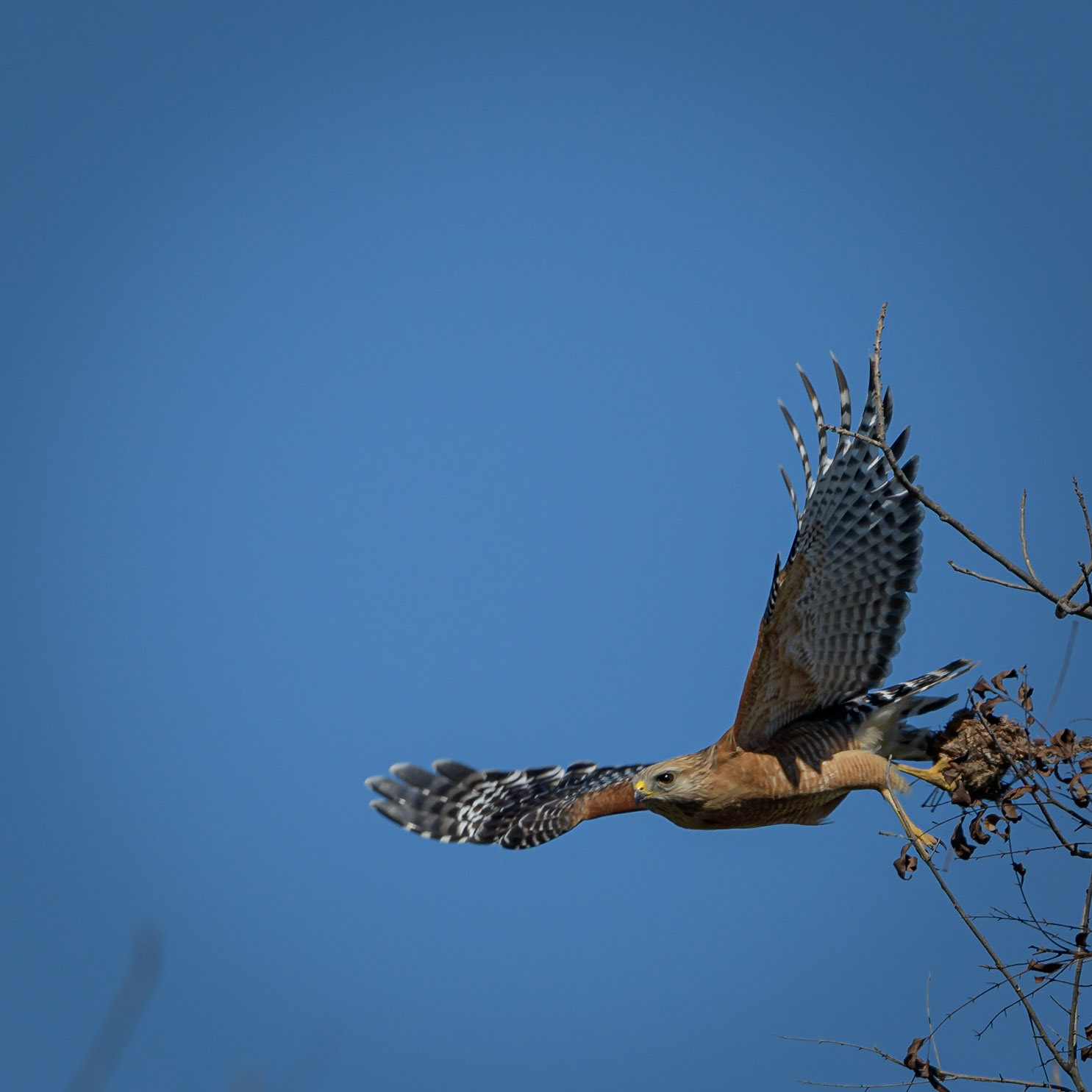 Red Shoulder Hawk Austin, Tx - US