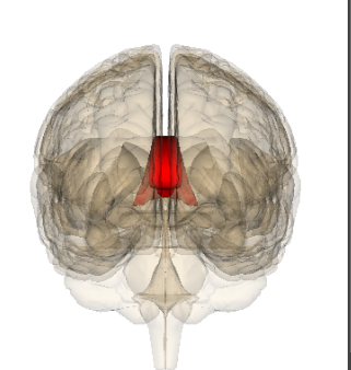 Pineal Gland