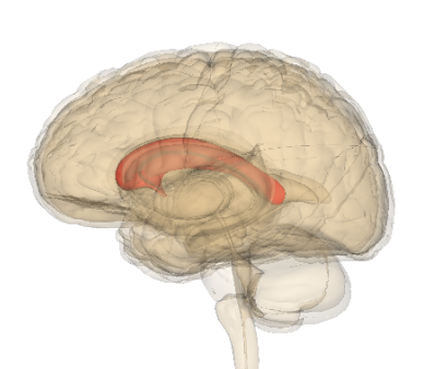 Corpus Callosum