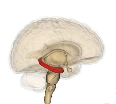 Hippocampus