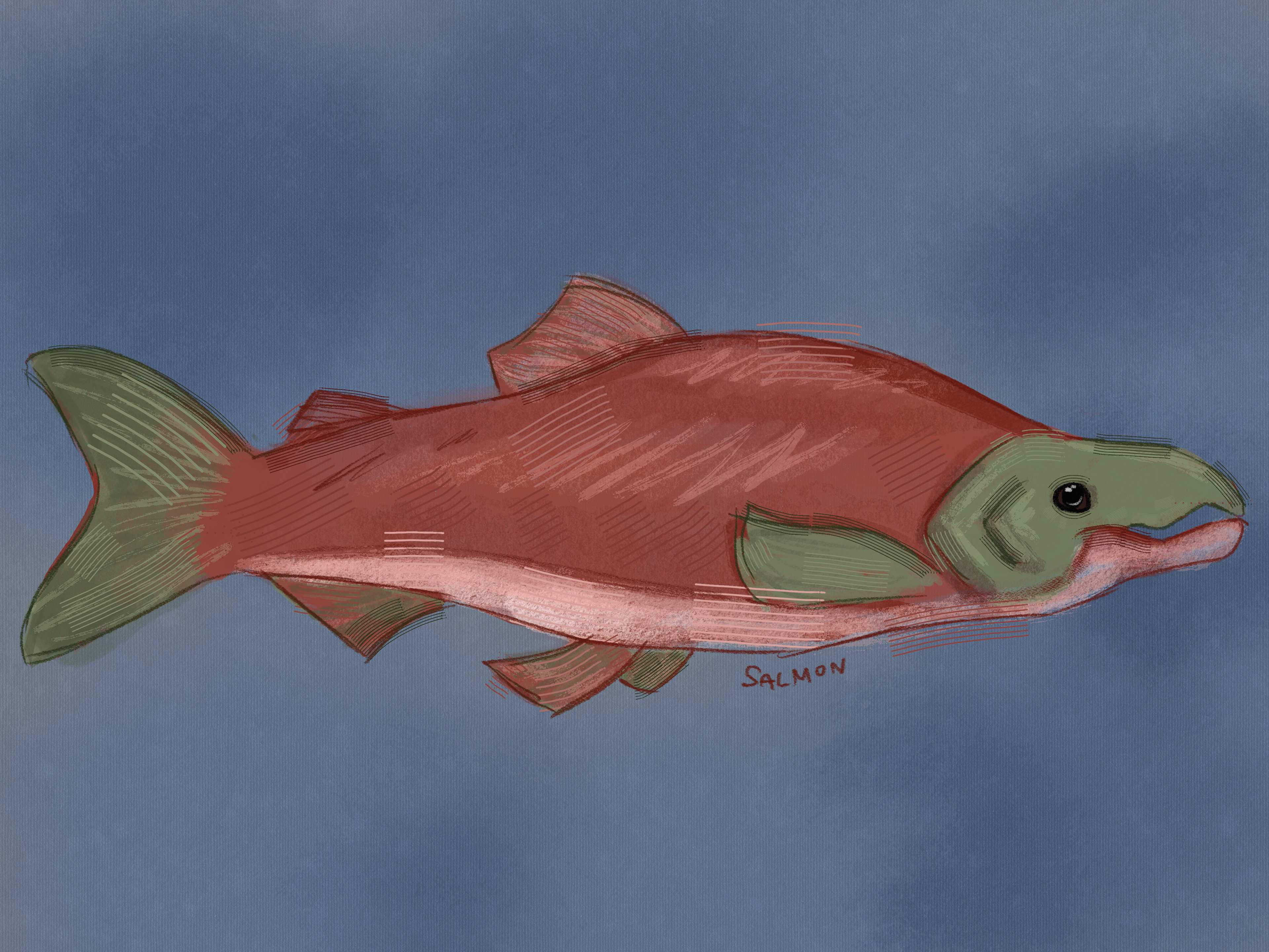 Salmon, 2023