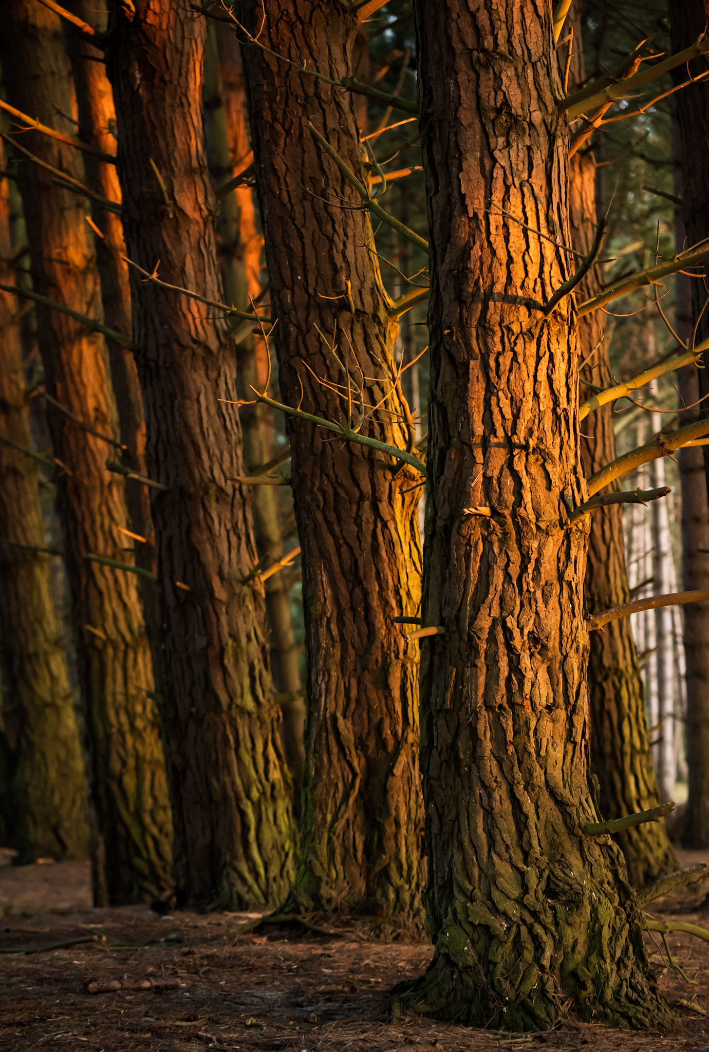 Side light hitting pine trees, Holkham, Norfolk