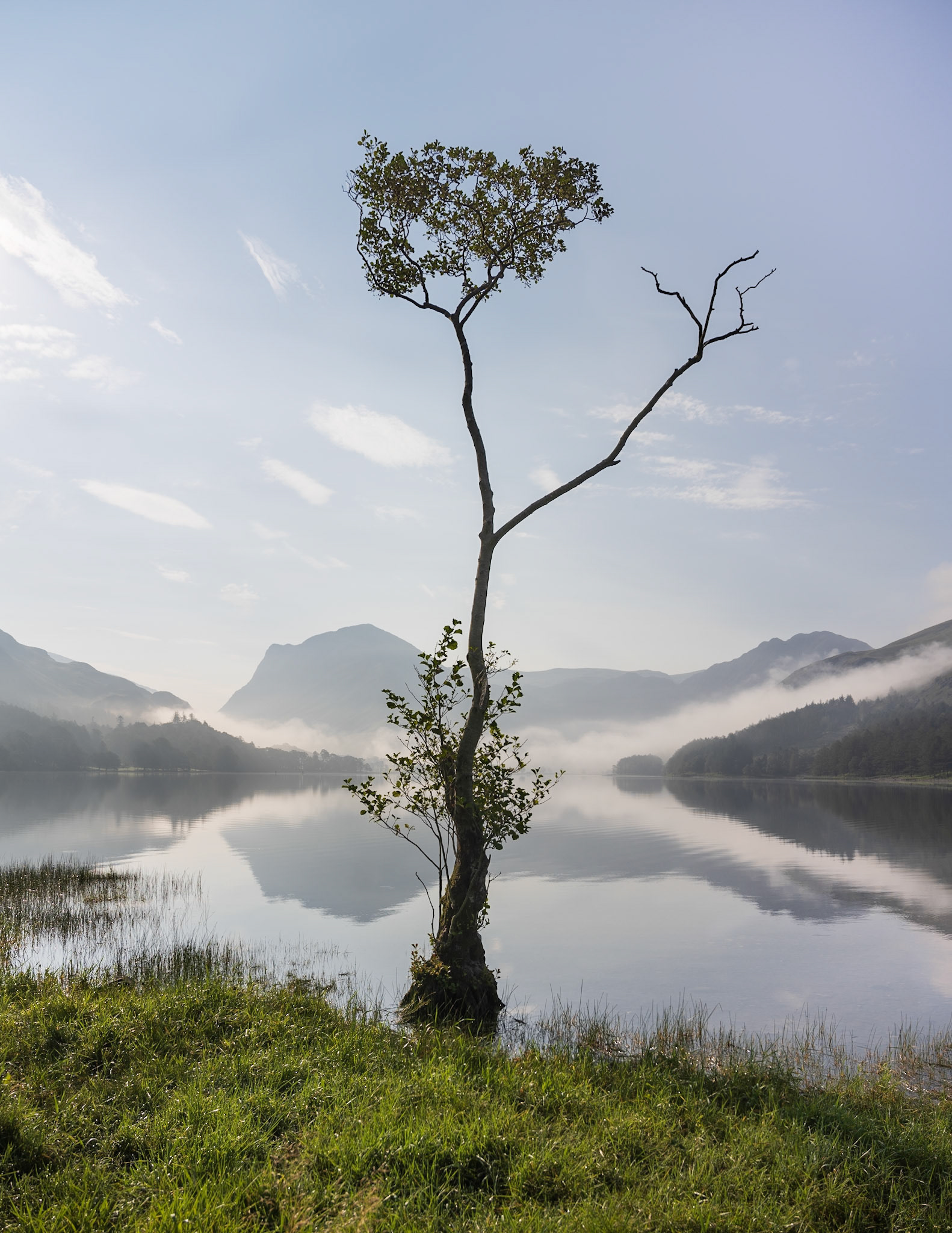 The Tree, Buttermere, Lake District. Costas Kariolis