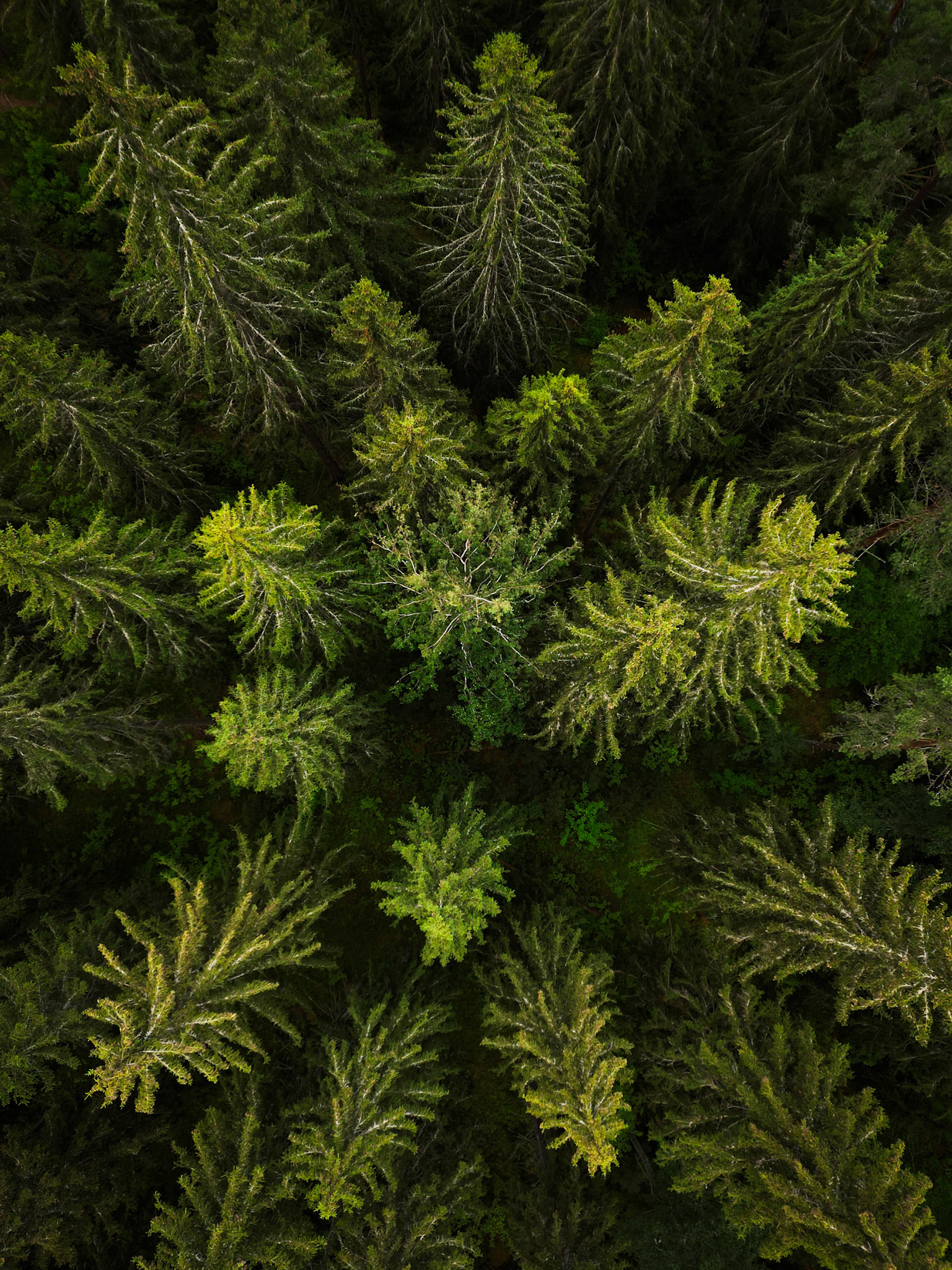Drone photography above pine trees, Finland