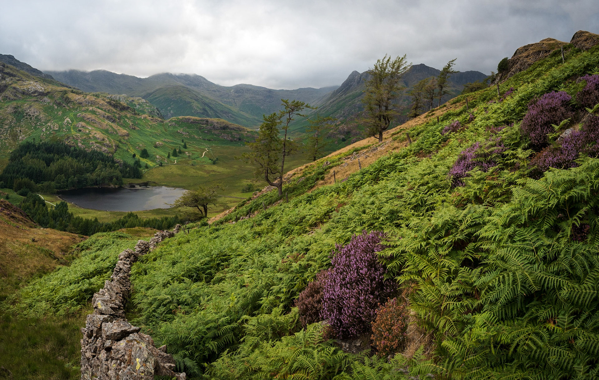 Heather & ferns overlooking Blea Tarn, Lake District. Costas Kariolis