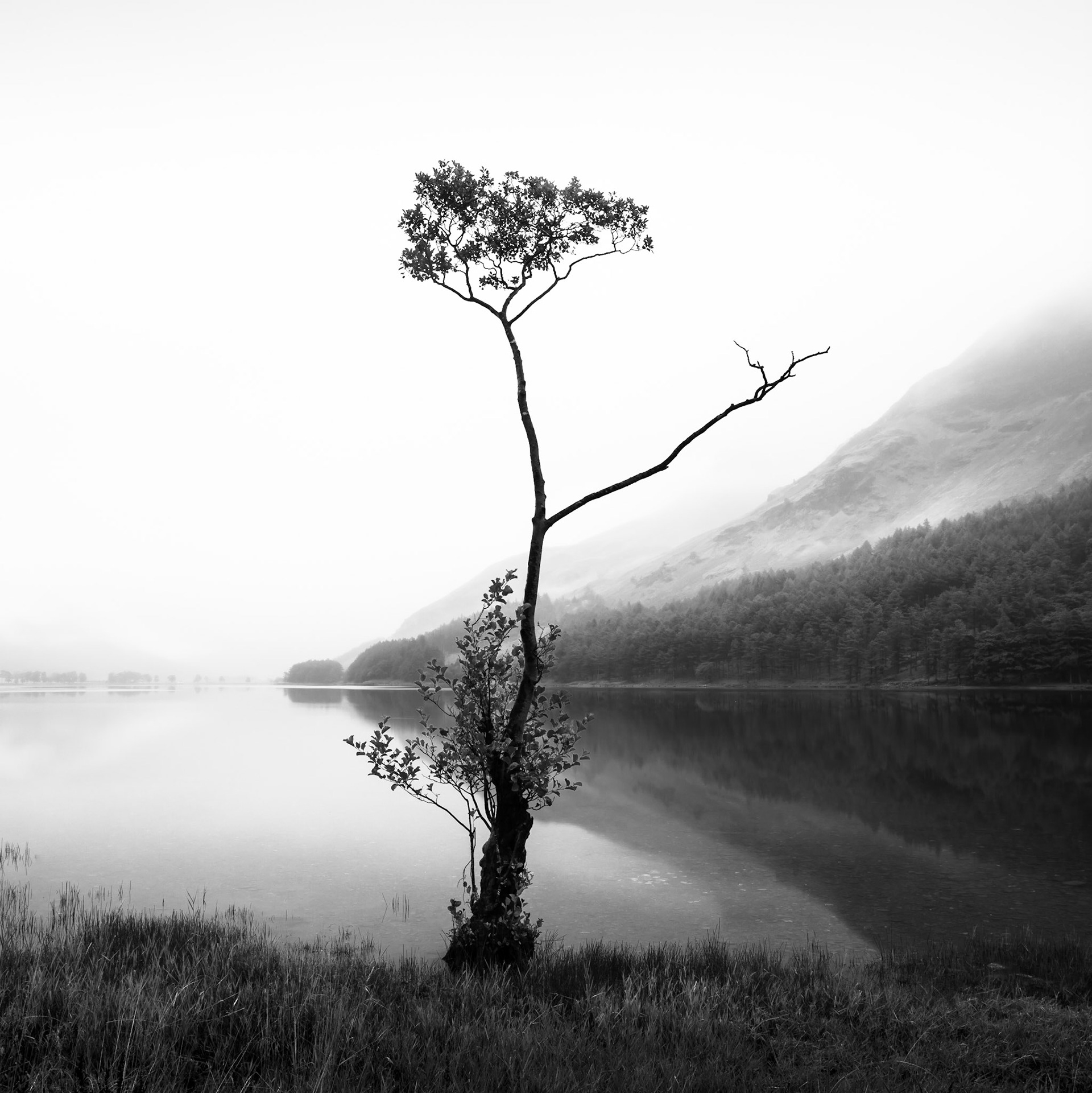 BnW Lone Tree, Buttermere, Lake District. Costas Kariolis