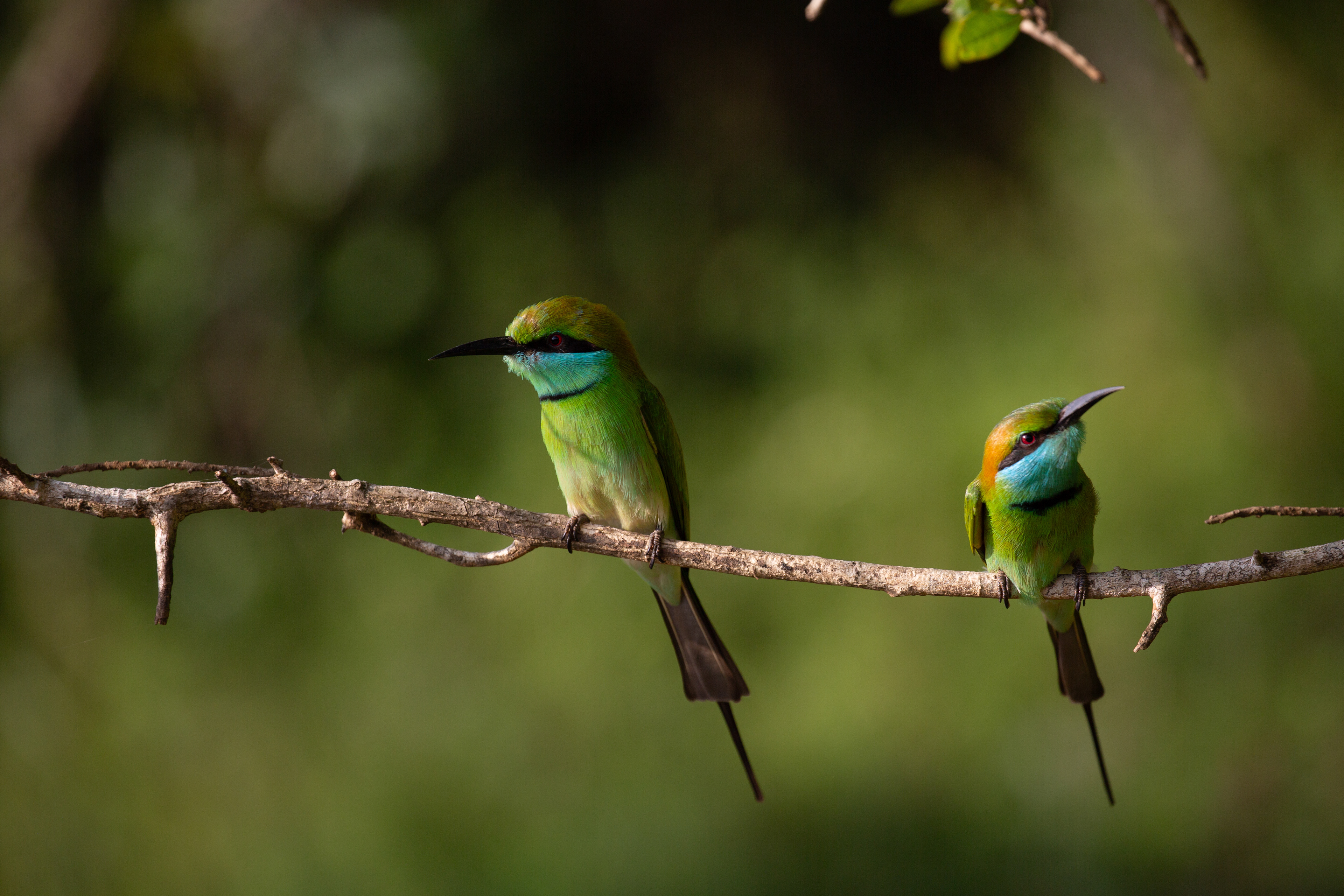 Asian Green Bee-eater, Sri Lanka