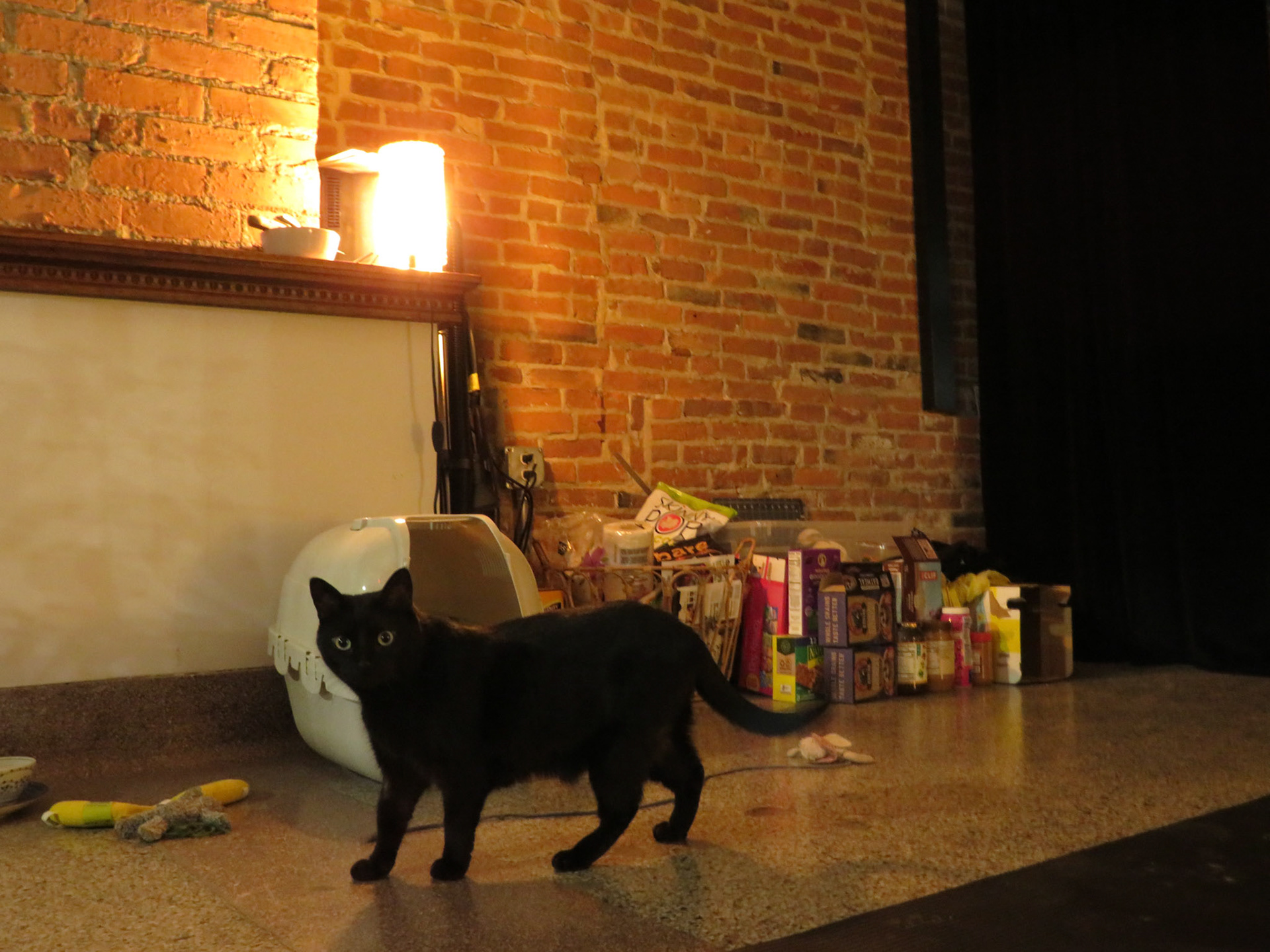 My roommate, DJ, guarding the provisions gifted to me by my guests and friends.