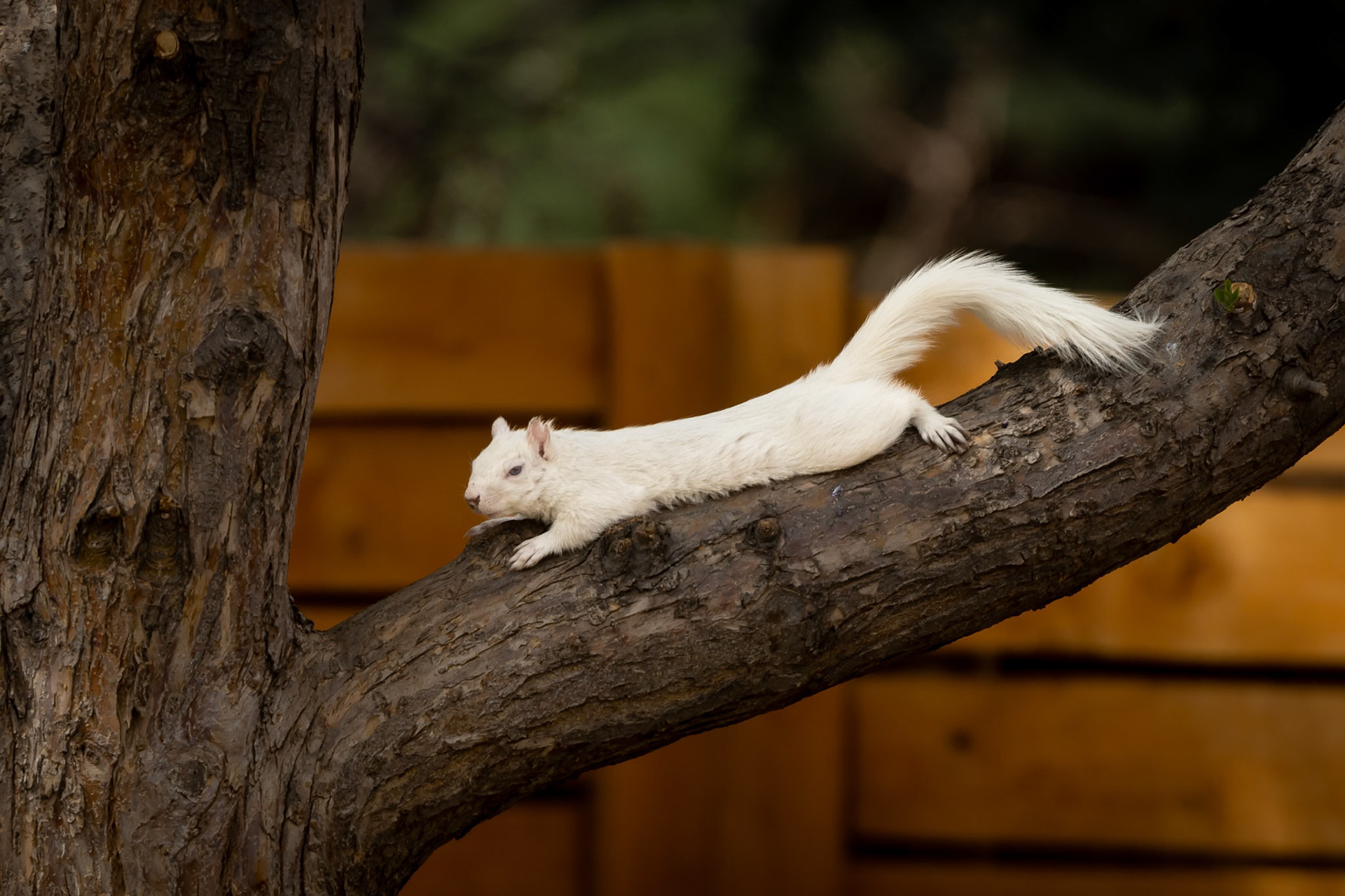 Taking a break after dining on seeds and corn