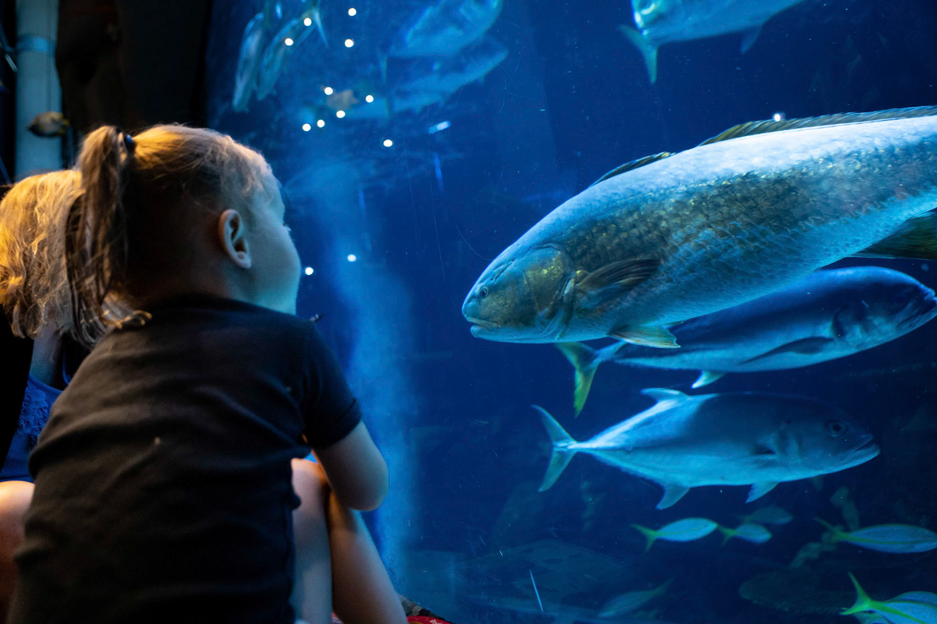 Lunch with the fish at the Downtown Aquarium