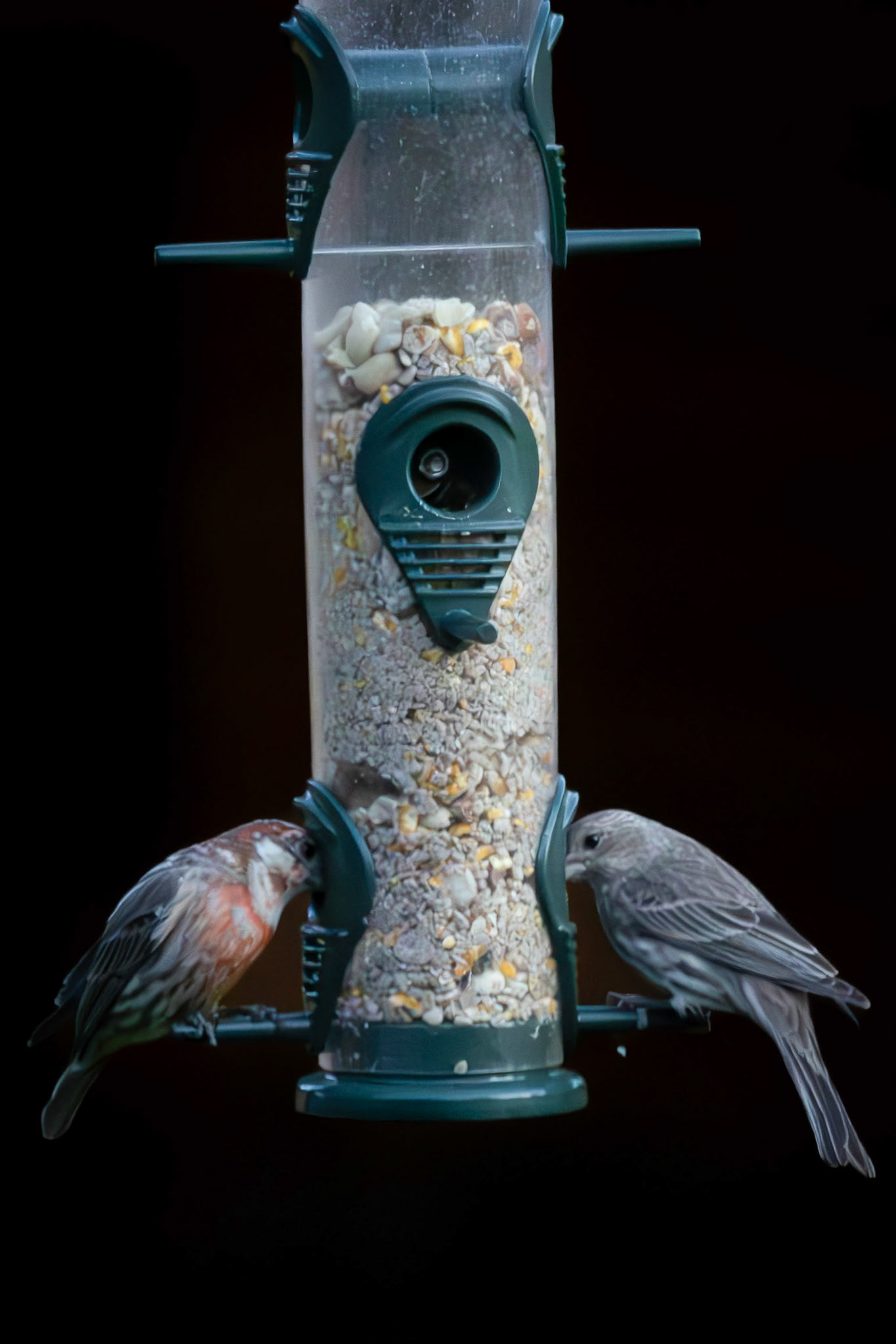 Early morning buffet at the backyard birdfeeder