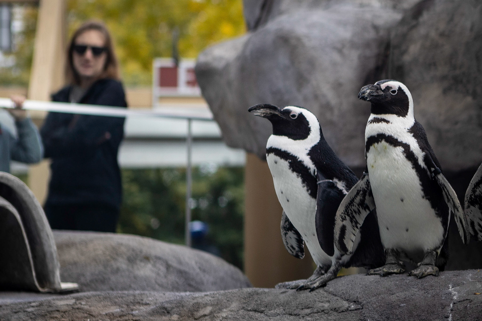 African penguins in their new home at the Denver Zoo.