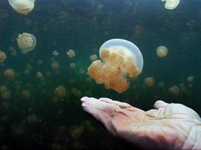 The stingless Jellyfish of Jellyfish Lake, Palau, FSM