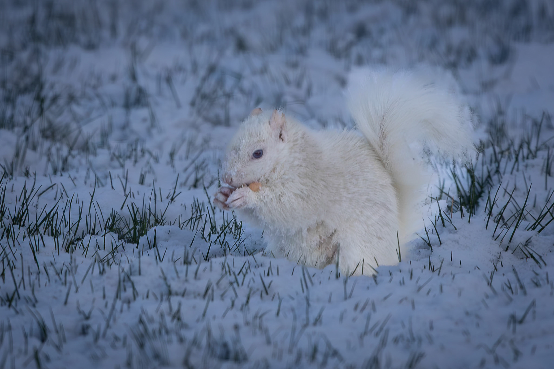 Enjoying an early morning snack after an overnight dusting of snow
