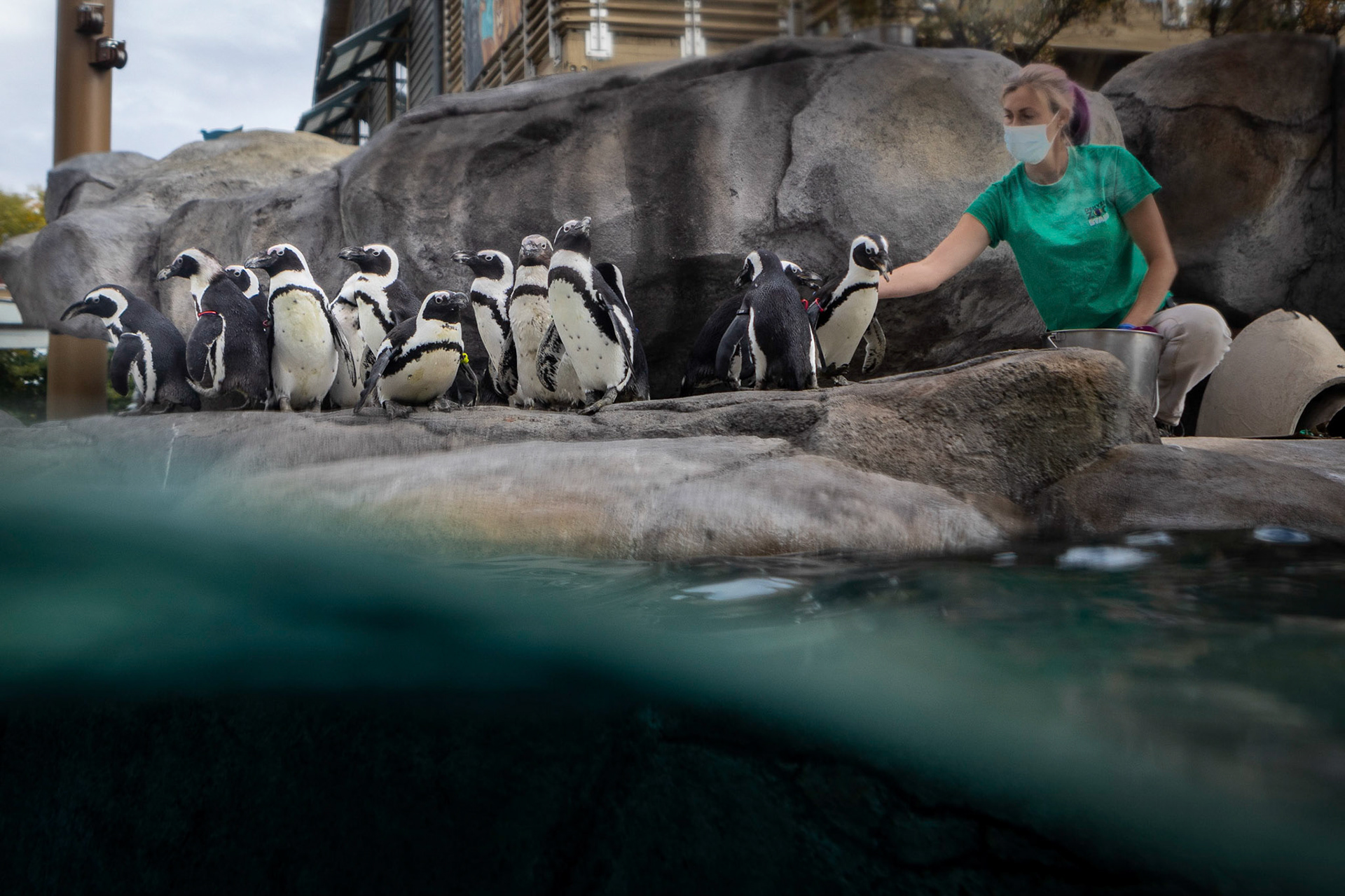 Taking care of the African penguins at the Denver Zoo.