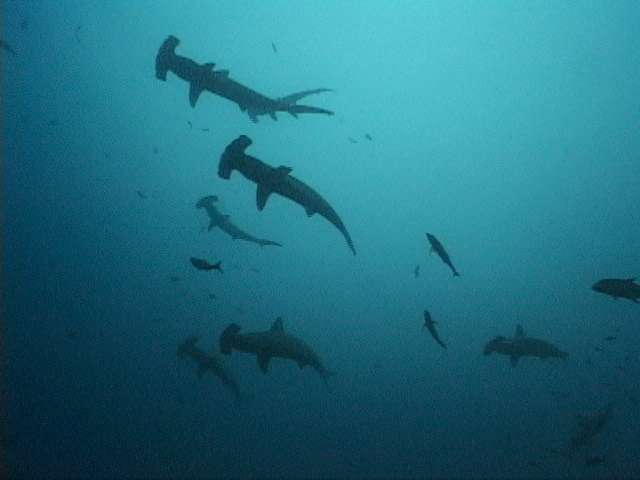 Hammerheads off of Cocos Island, Costa Rica