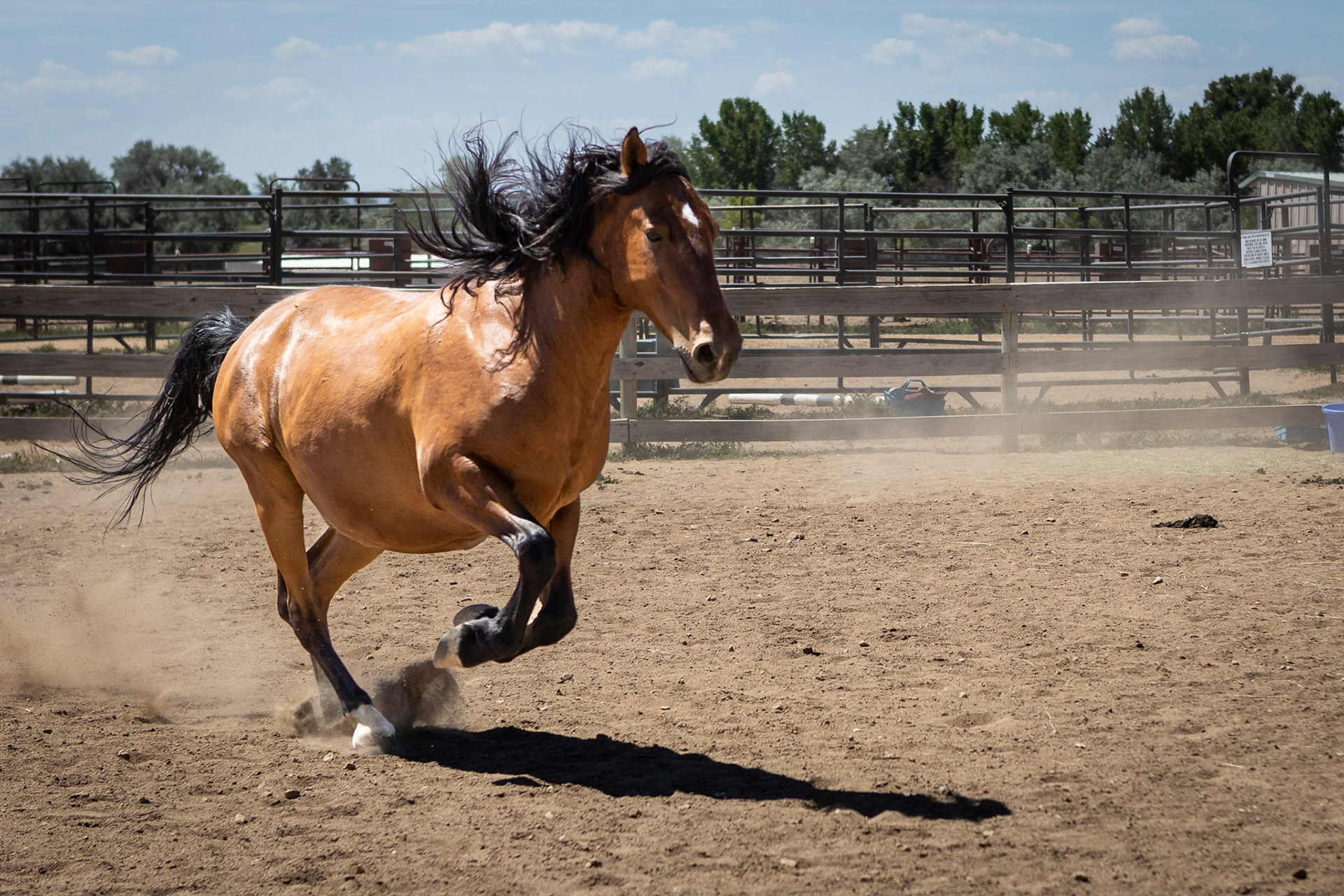 A visit to Colorado Horse Rescue near Longmont