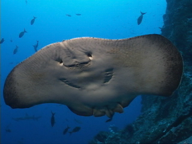 Marble ray off of Cocos Island, Costa Rica.