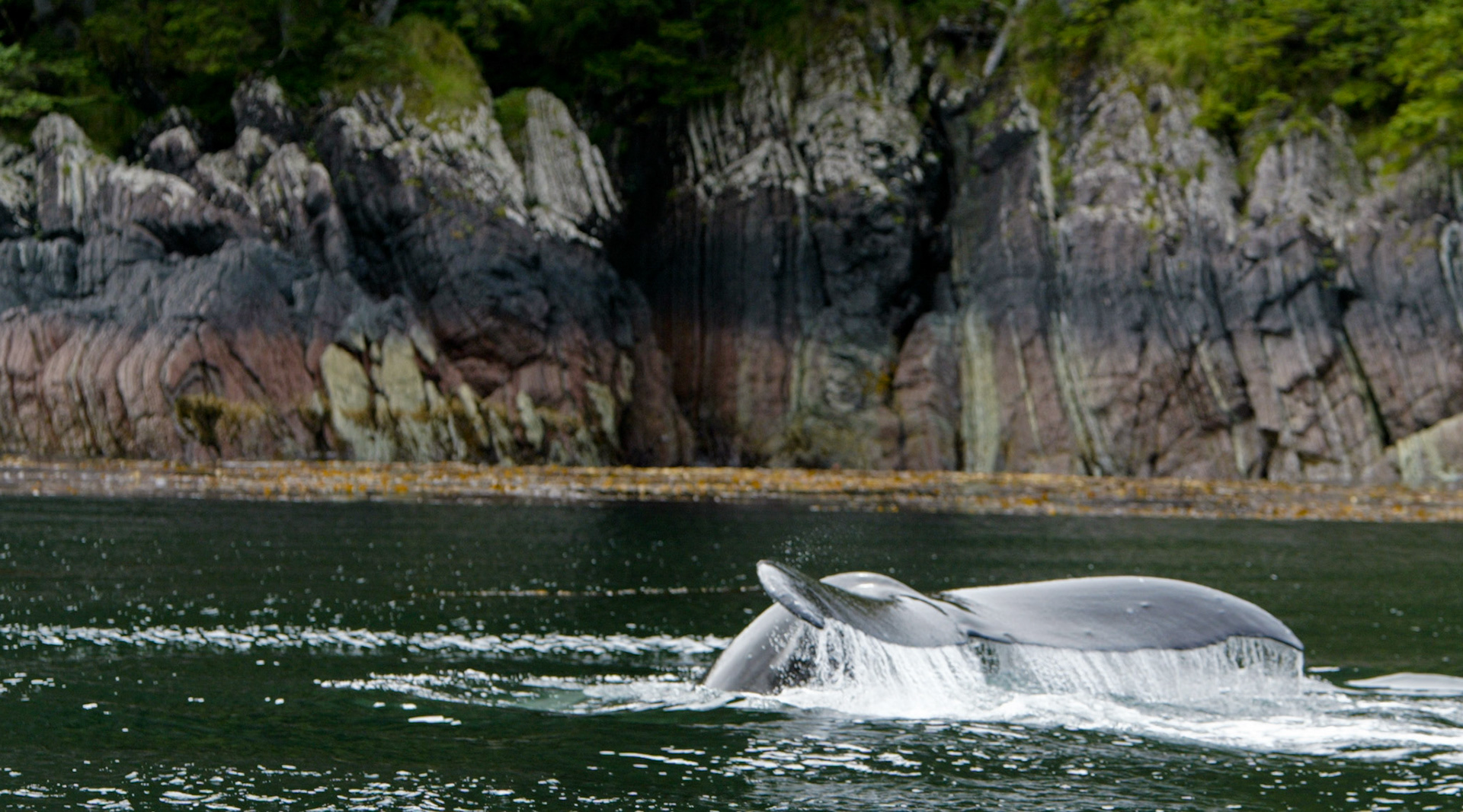 Humpback whale, Ketchikan AK