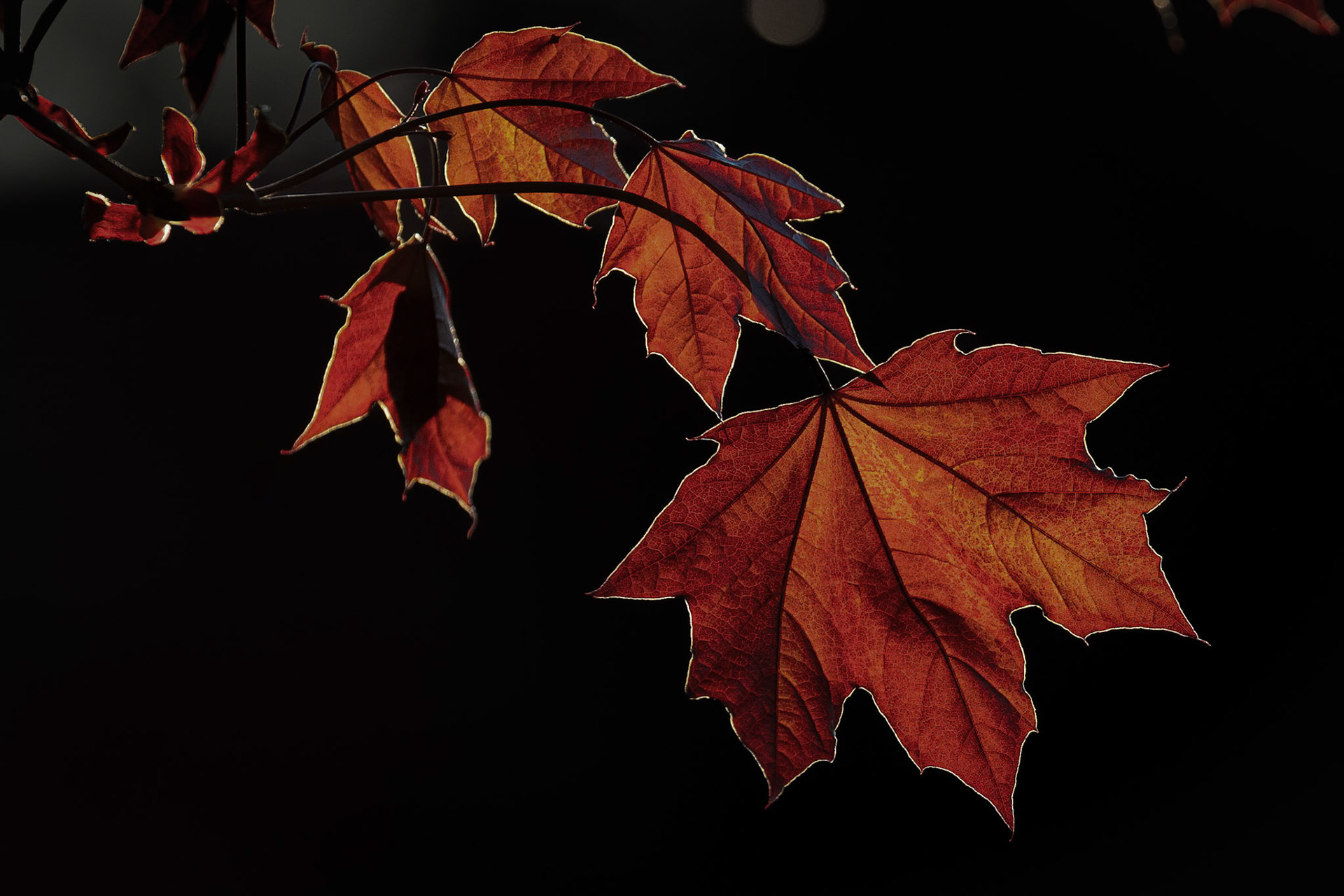 Leaves glow in the late afternoon sun