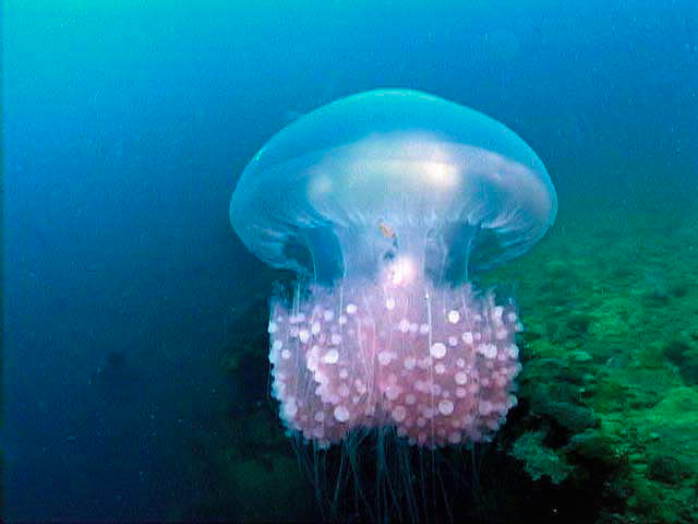 A jellyfish in Chuuk Lagoon, FSM