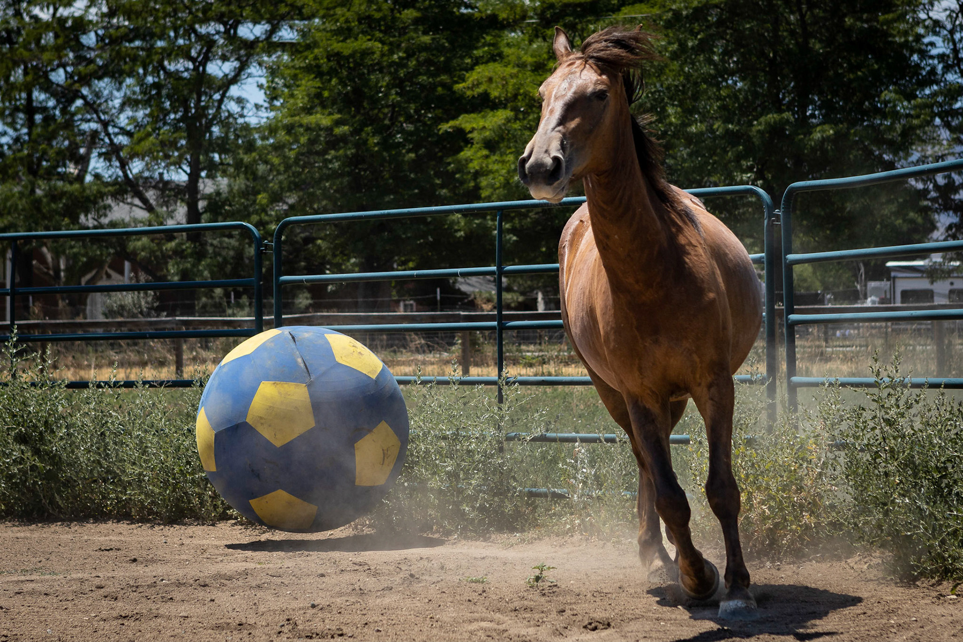 A visit to Colorado Horse Rescue near Longmont