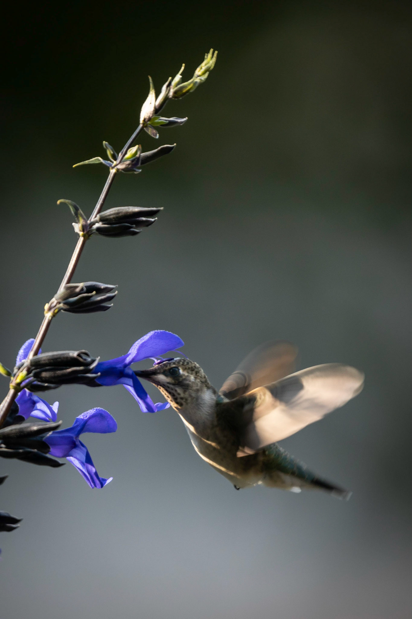 Hummingbird feeding on the front yard planters.