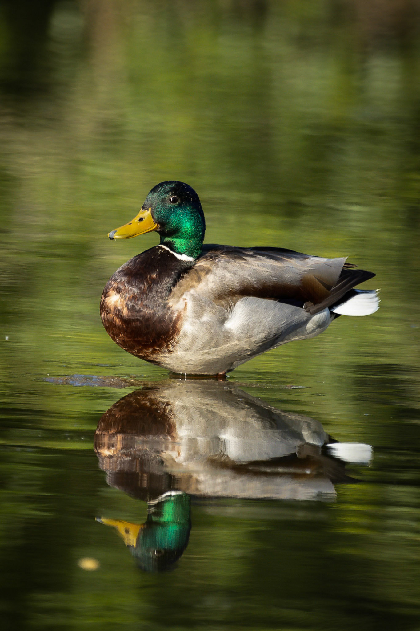 Caley Pond