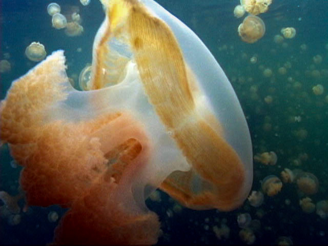 Jellyfish Lake, Palau, FSM