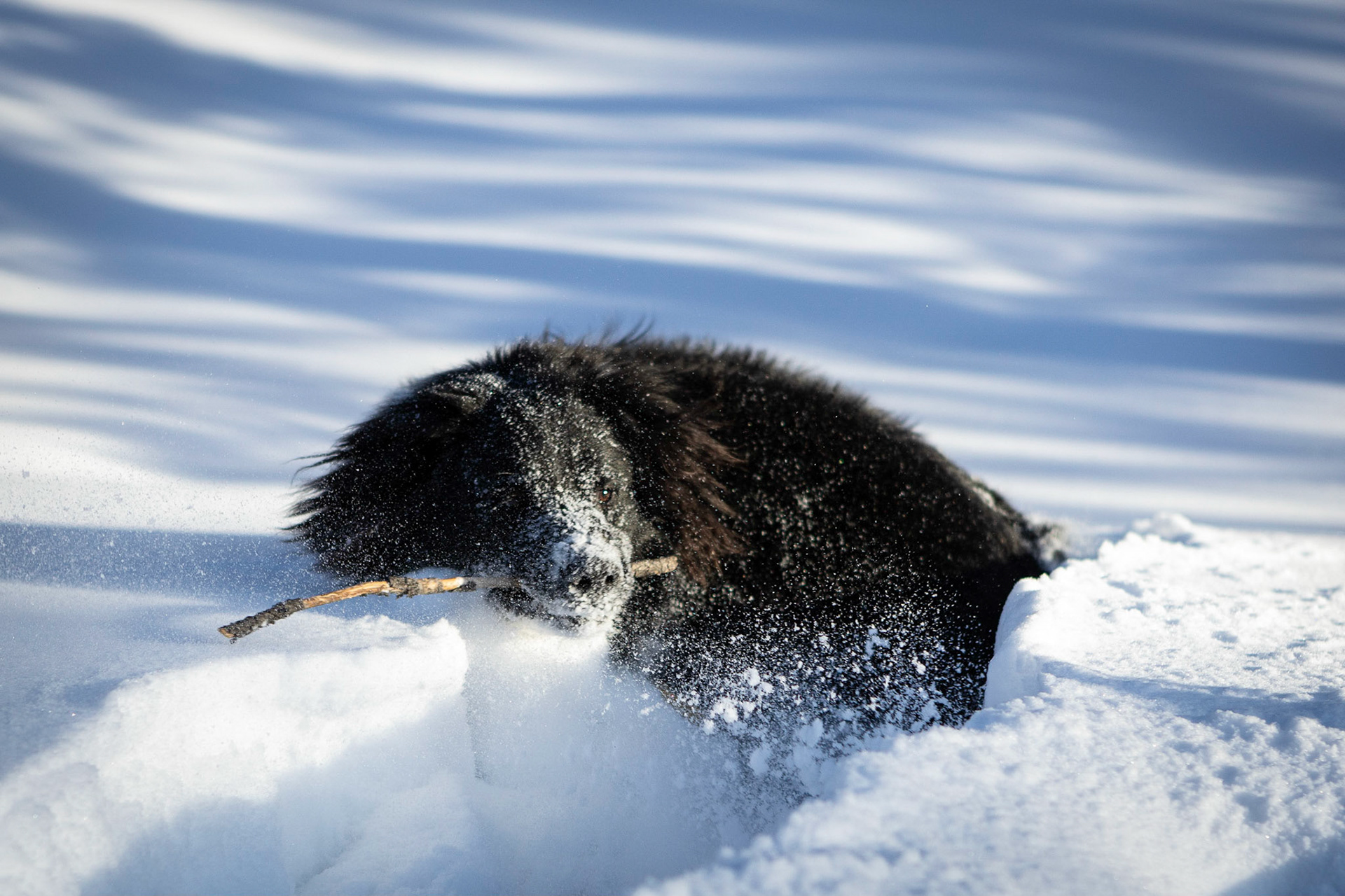 A romp in the mountain snow