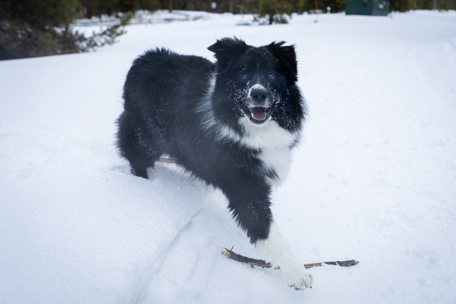 Going all in on a game of fetch