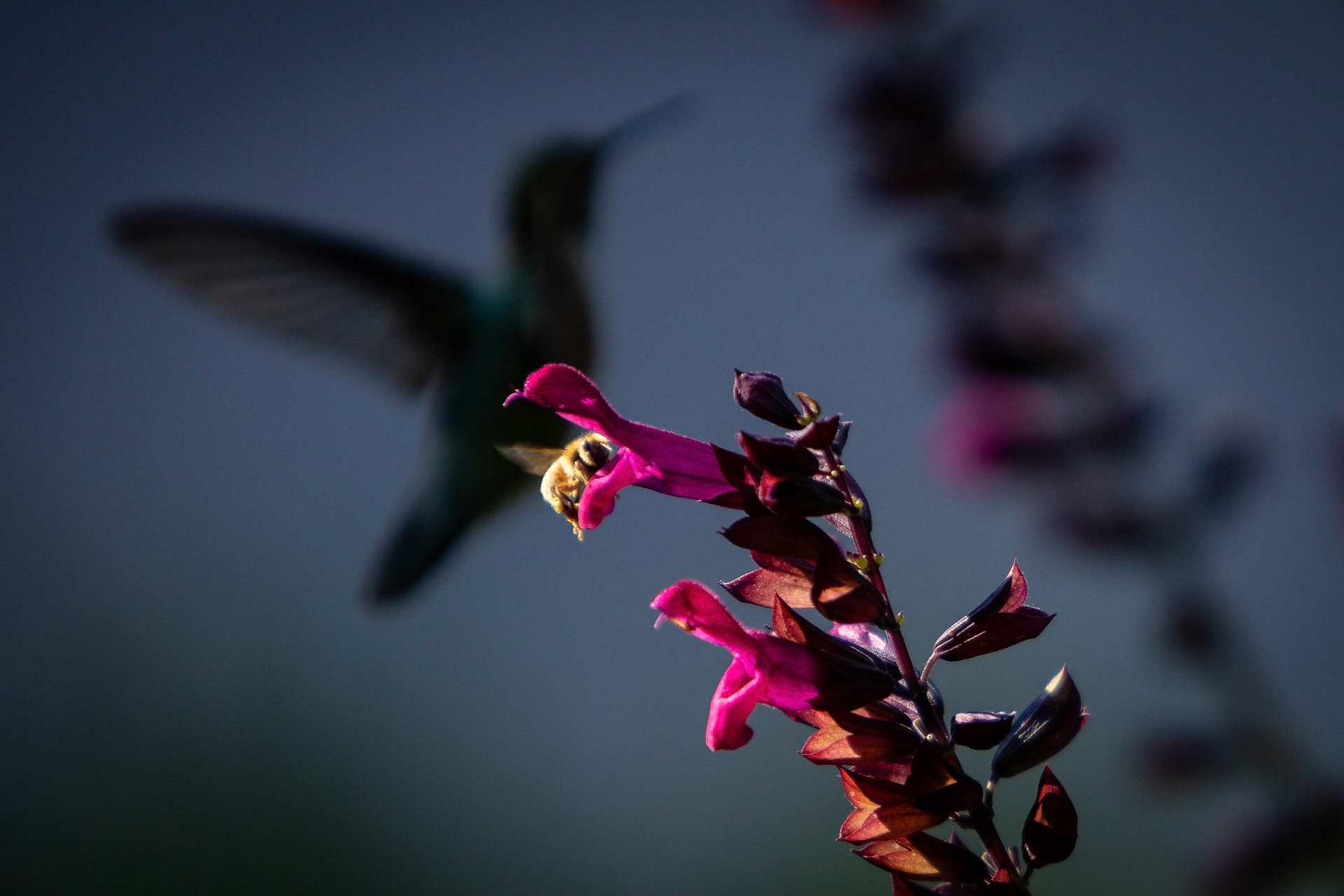 Plenty of nectar to go around in the front-yard flower garden