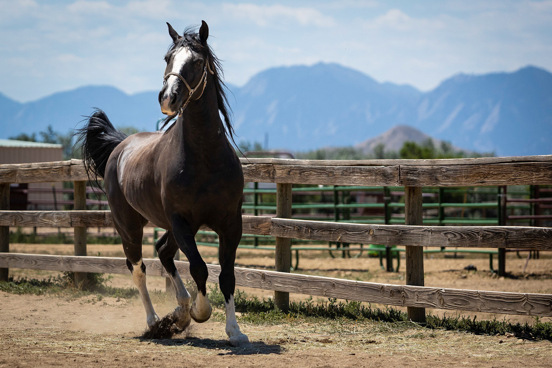 A visit to Colorado Horse Rescue near Longmont