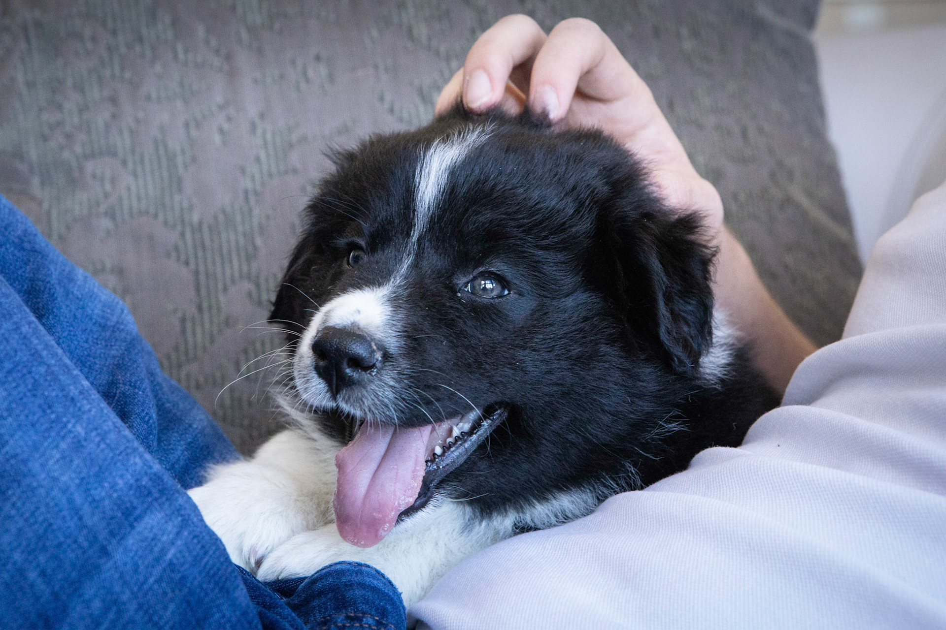 New puppy in the family!