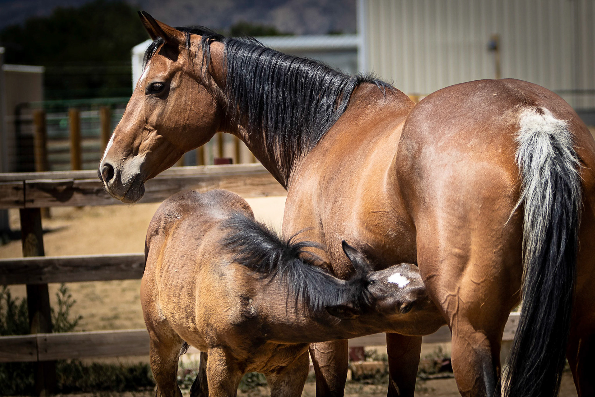 A visit to Colorado Horse Rescue near Longmont