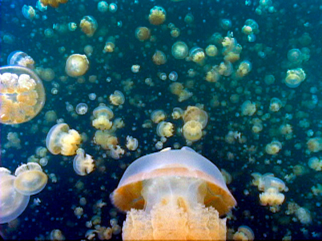 Jellyfish Lake, Palau, FSM
