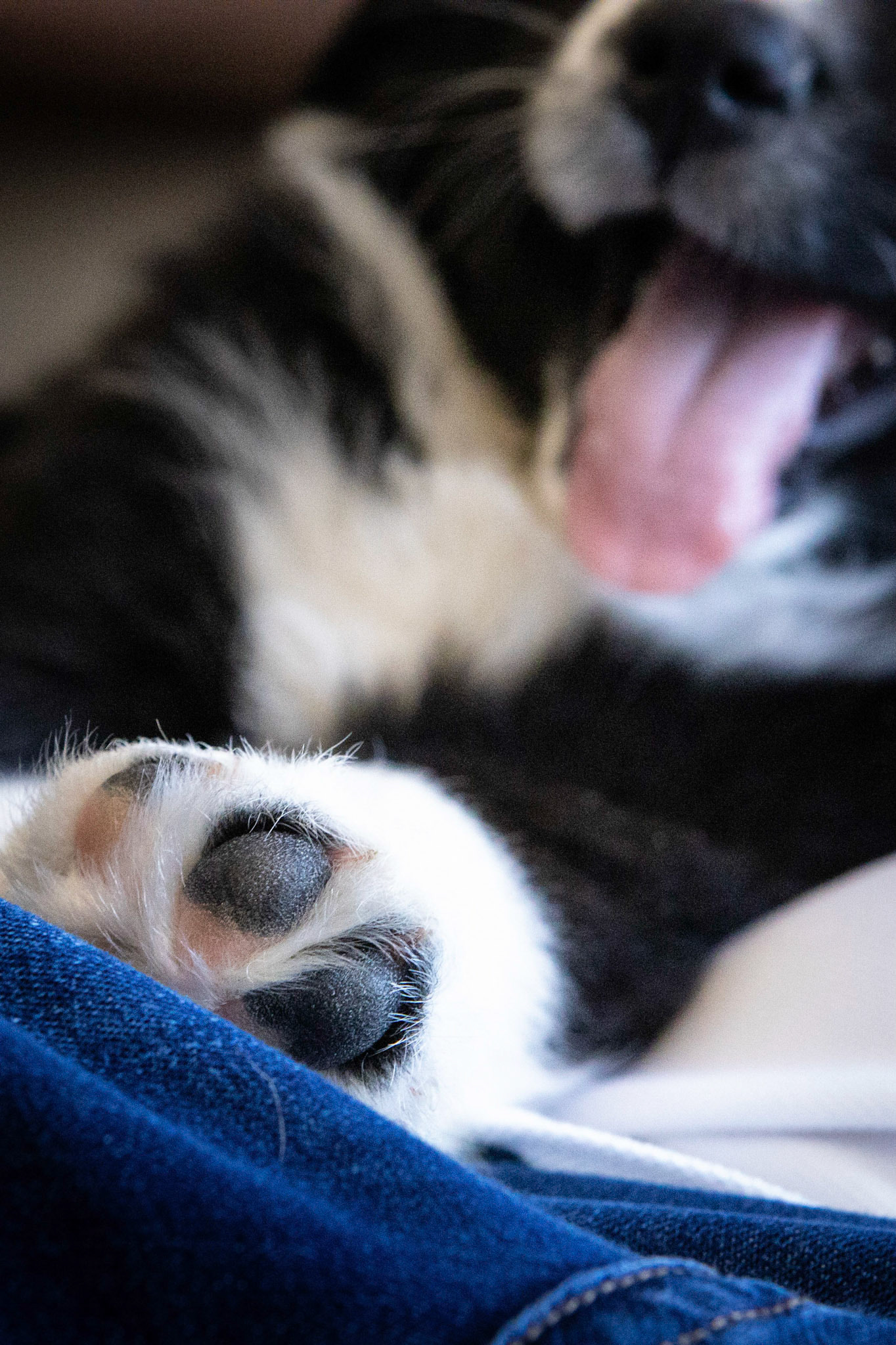 New puppy in the family!