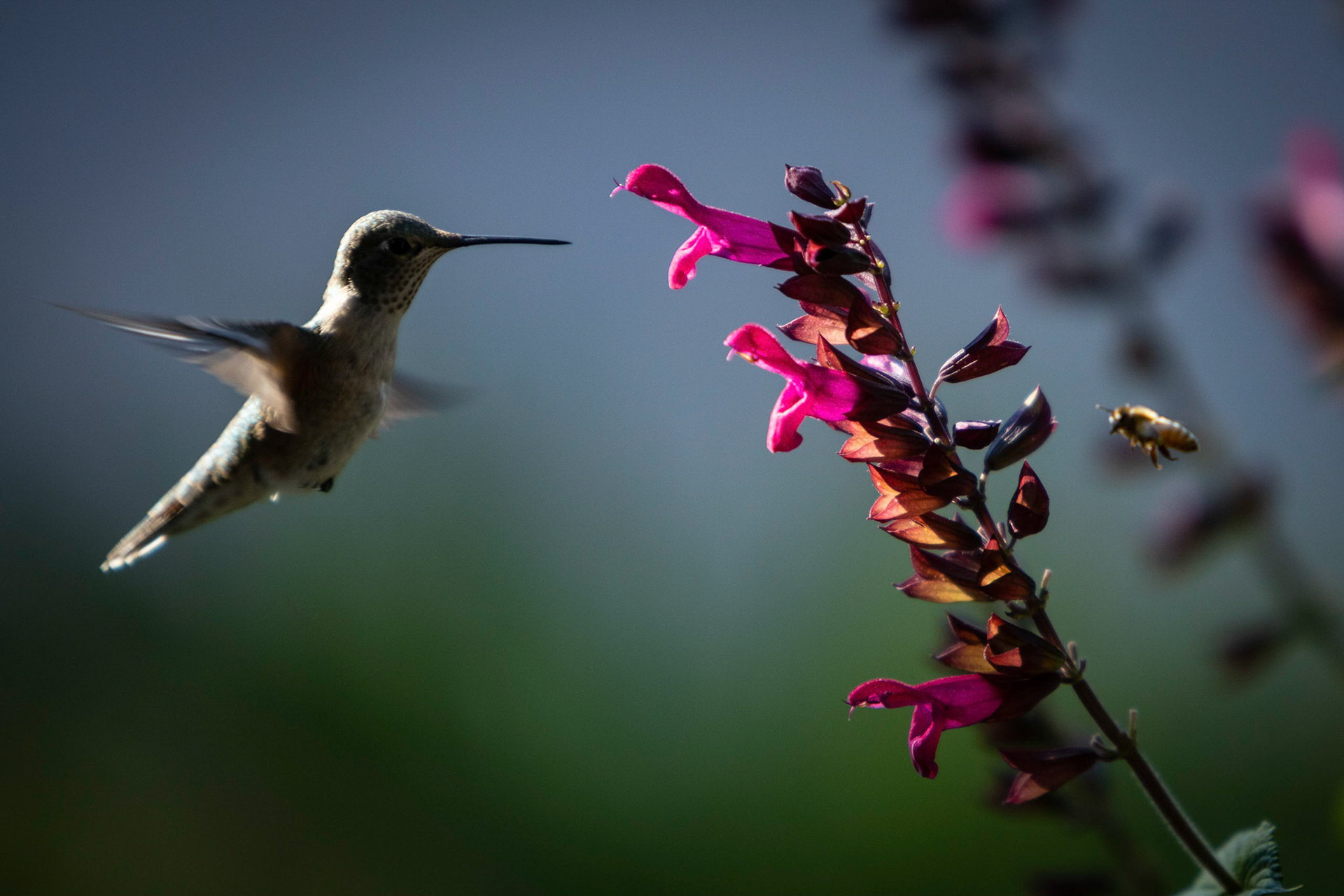 Hummingbird feeding on the front yard planters.