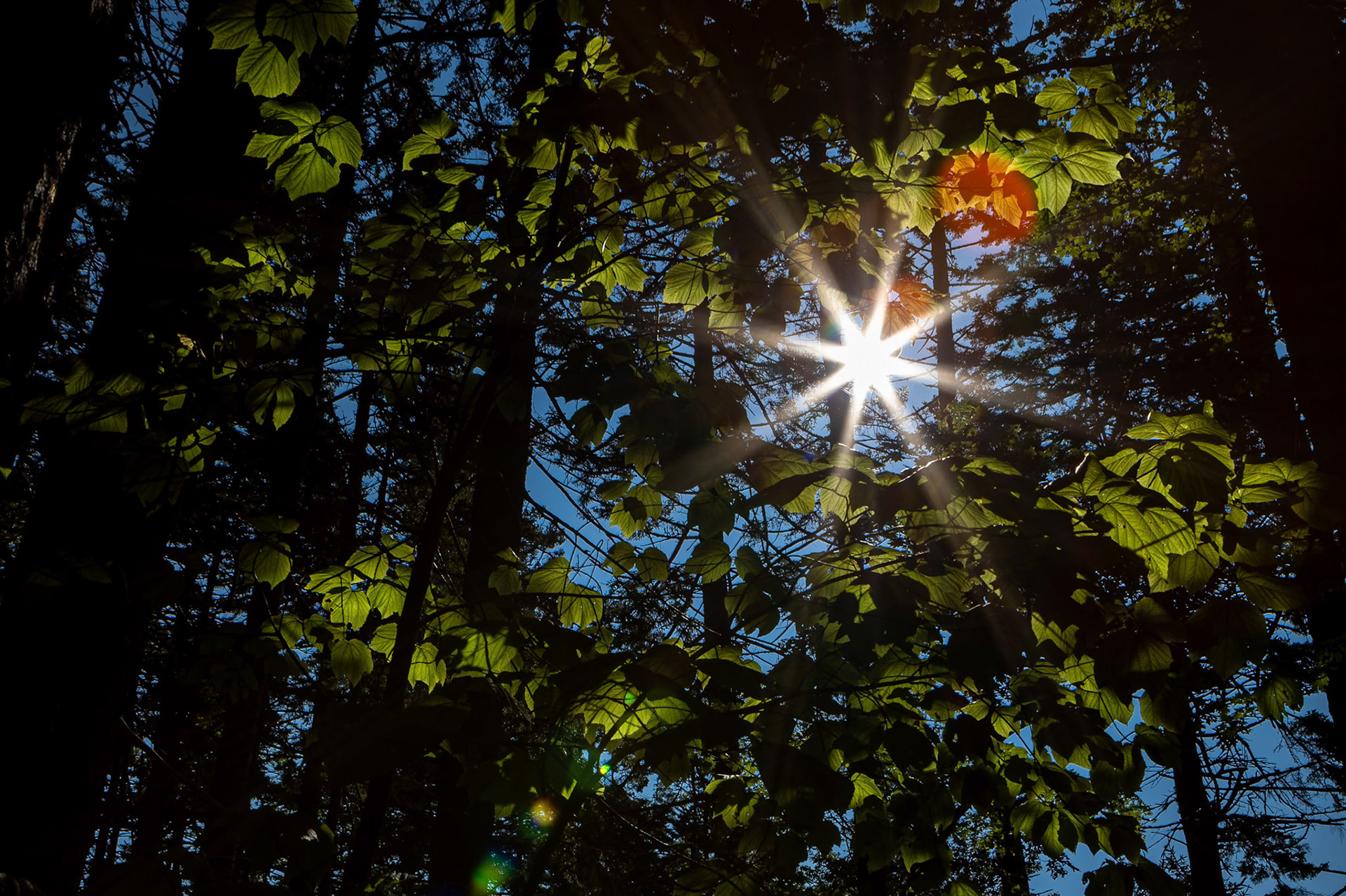 The sun peeks through a forest canopy in Boothbay Harbor, Maine