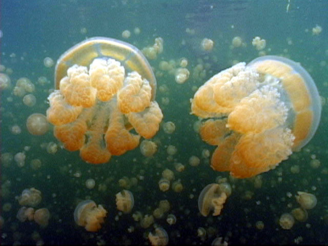 Jellyfish Lake, Palau, FSM