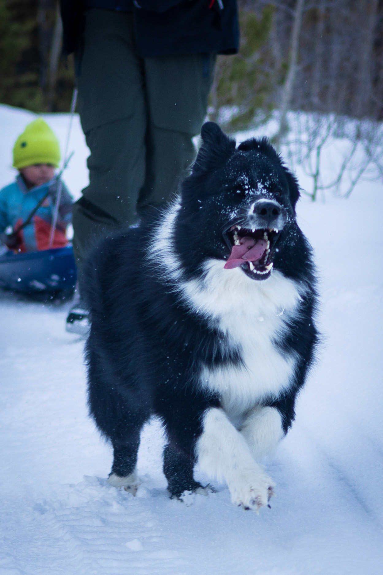 An afternoon on the sleddding trail
